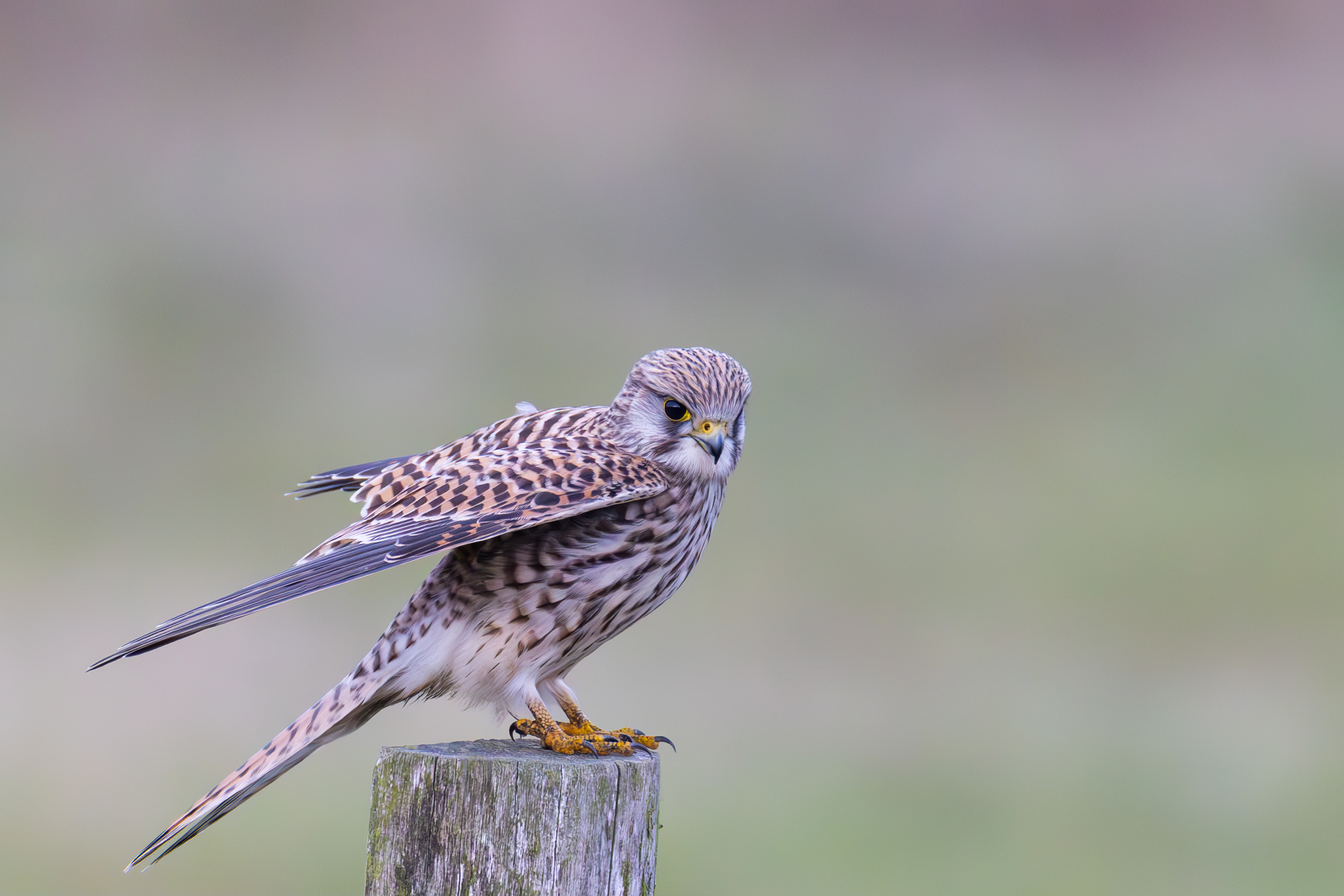 Turmfalke