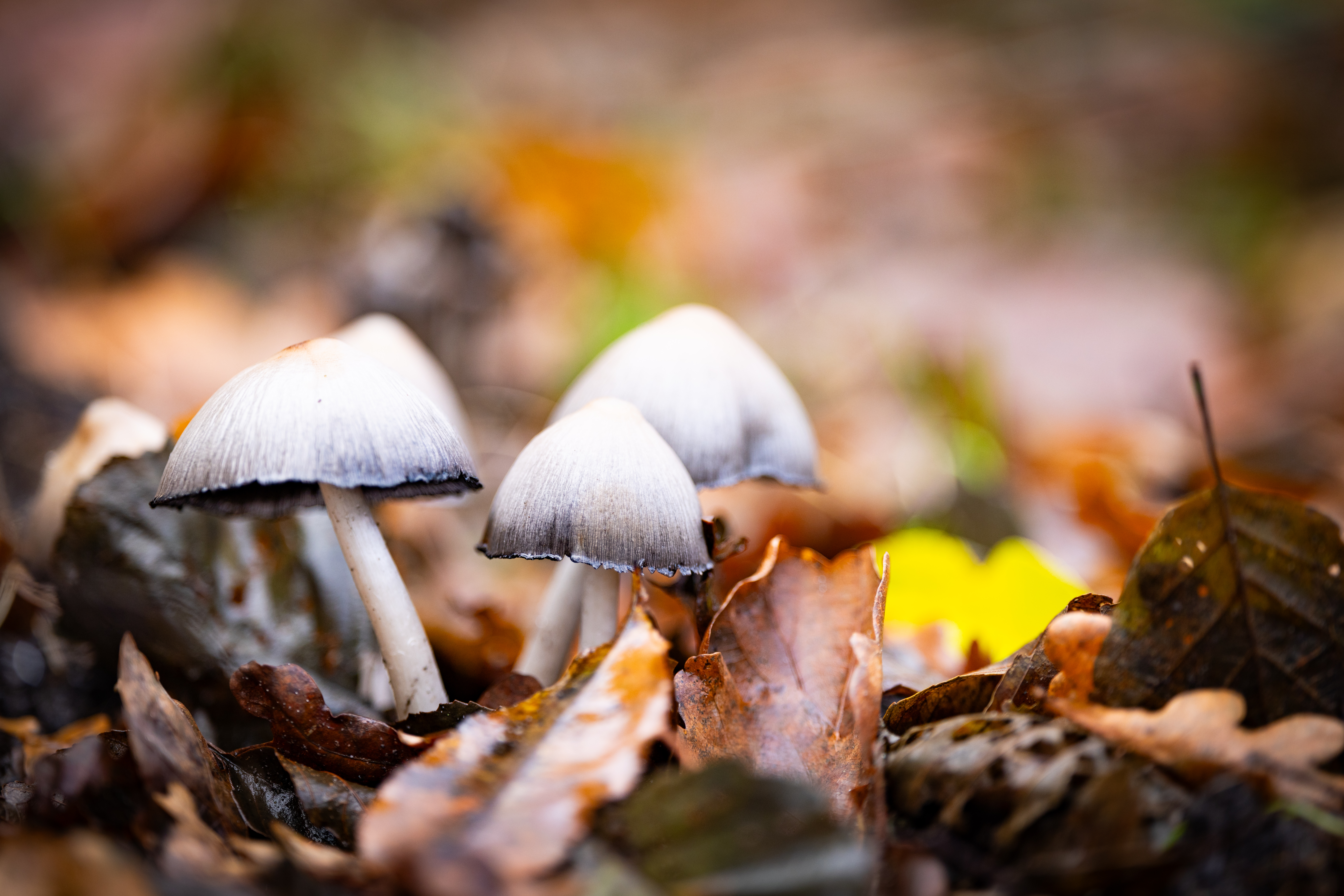 Pilze