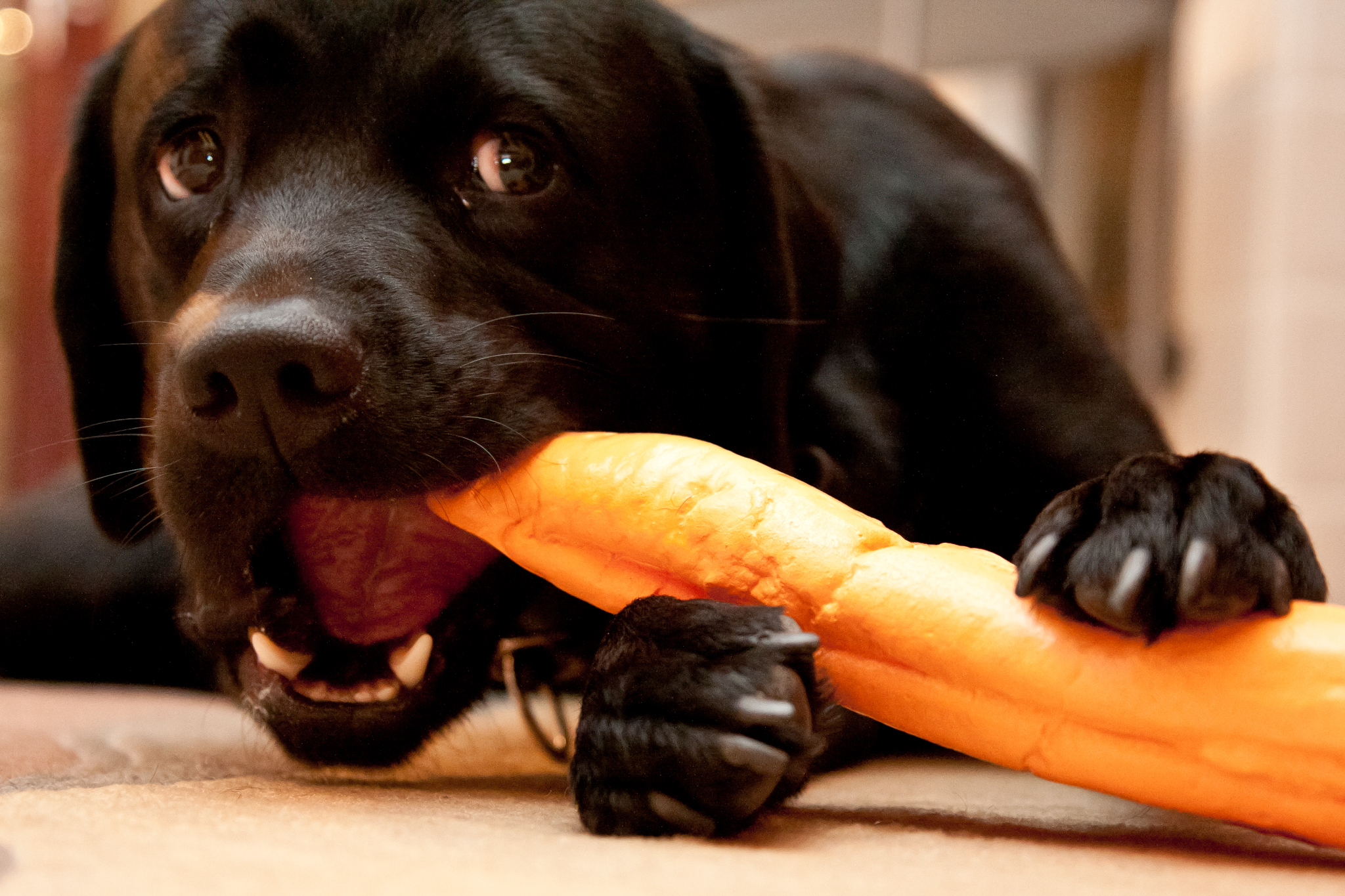 Lasse