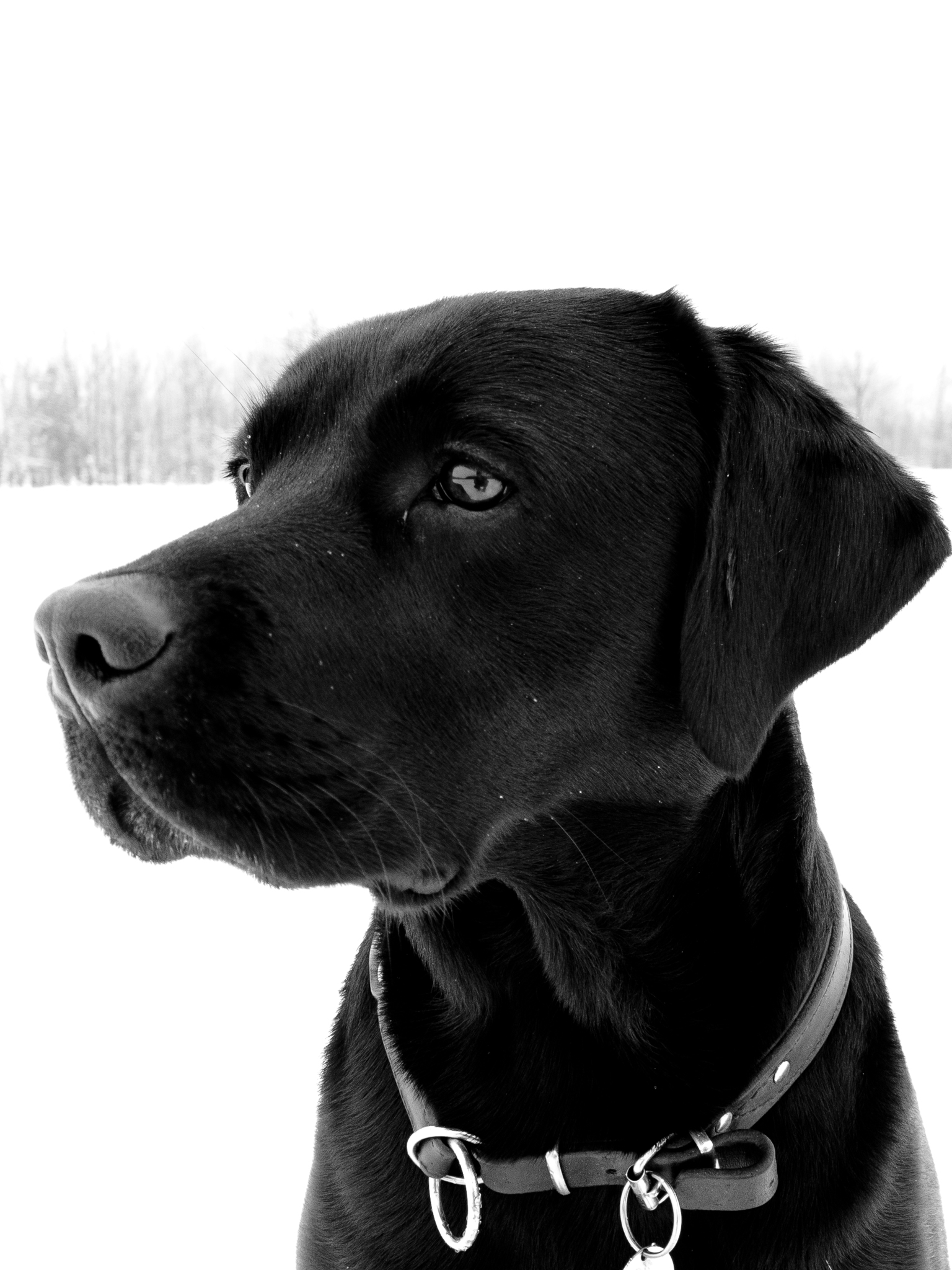 Lasse