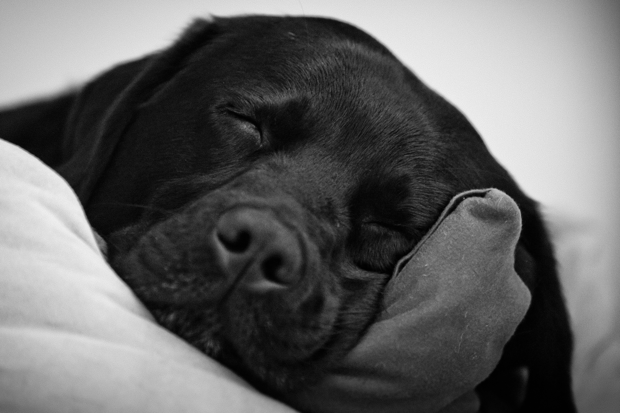 Dreamy Dog
