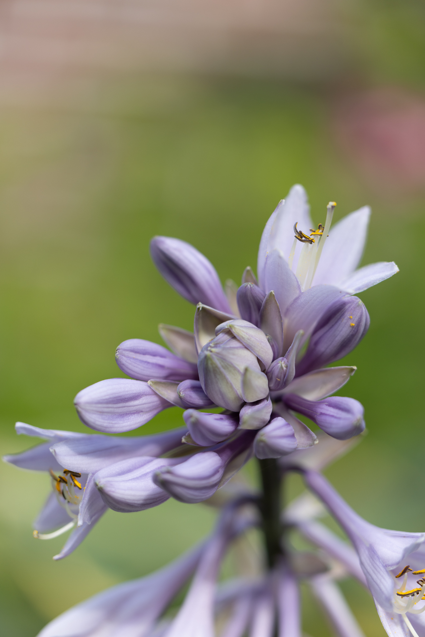 Lilien-Funkie