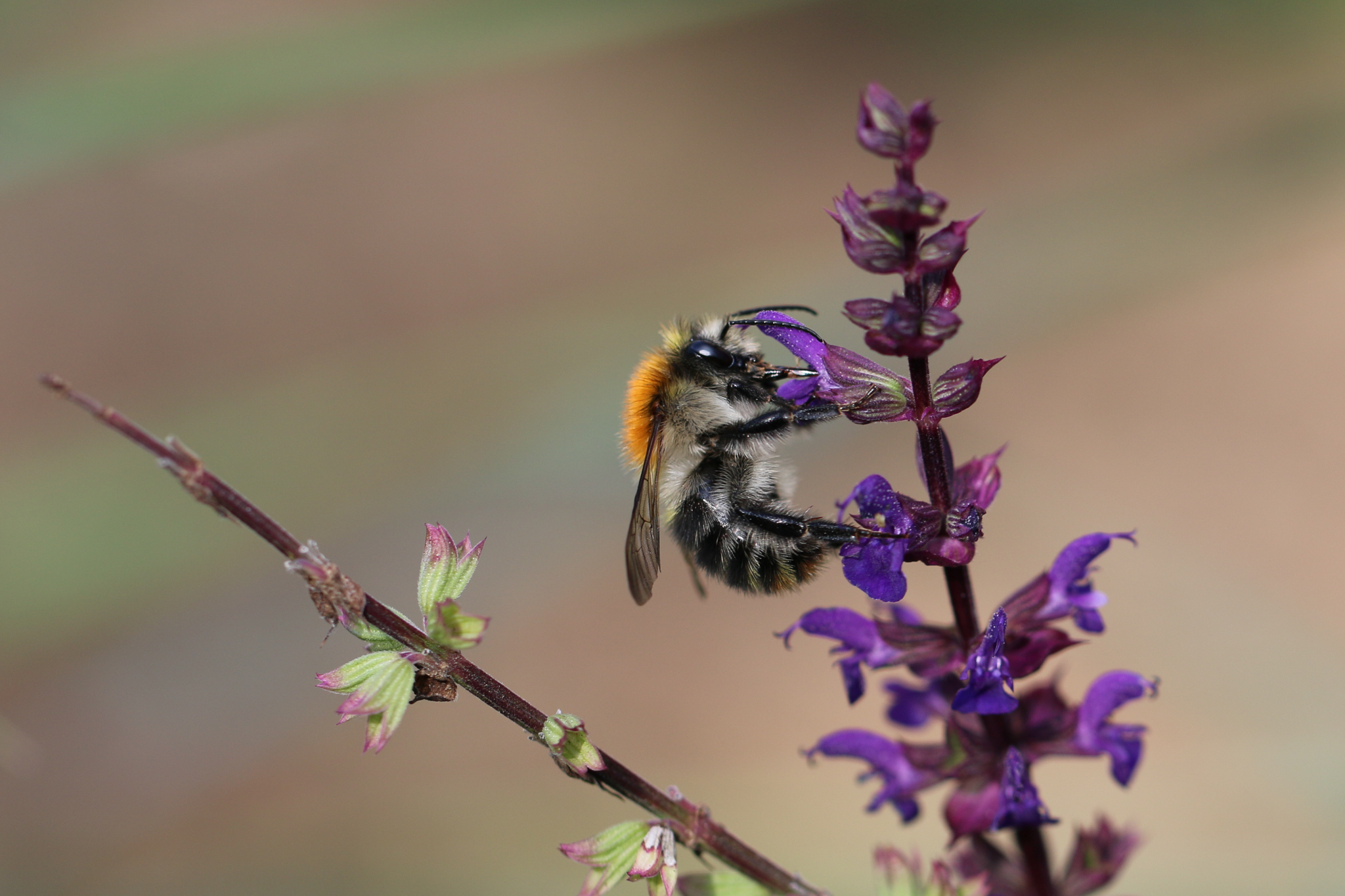 Hummel
