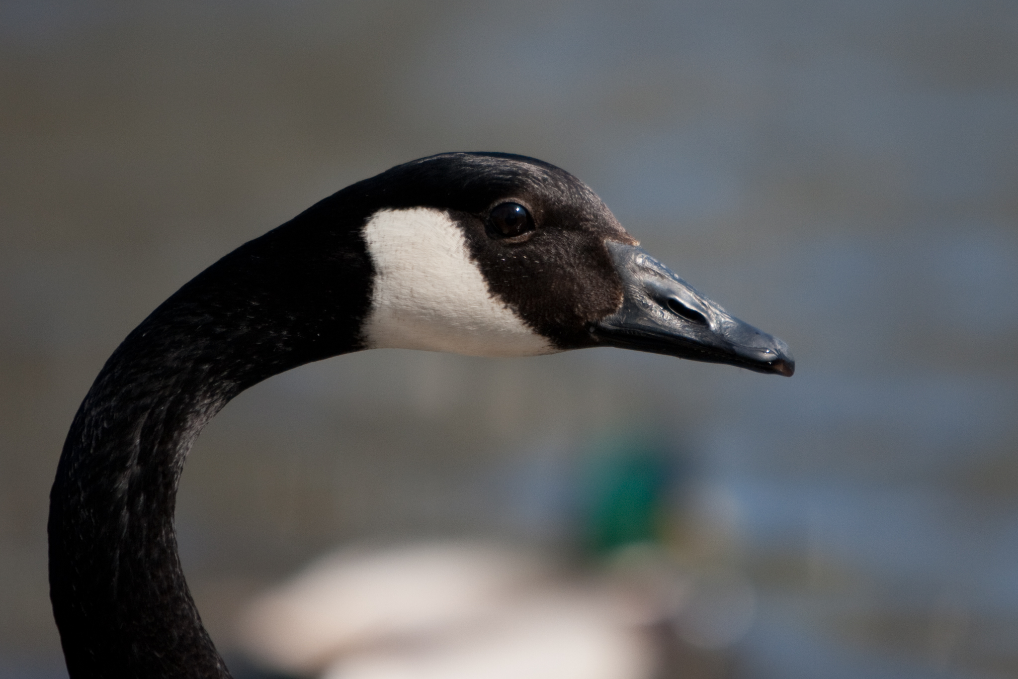 Gans face-to-face