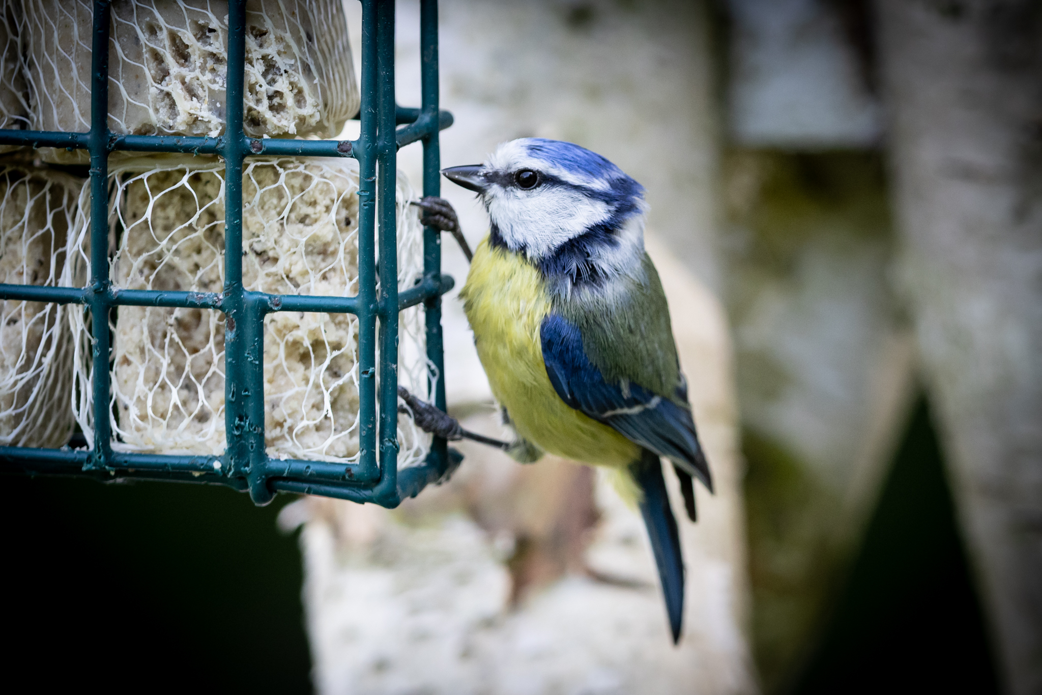 Blaumeise