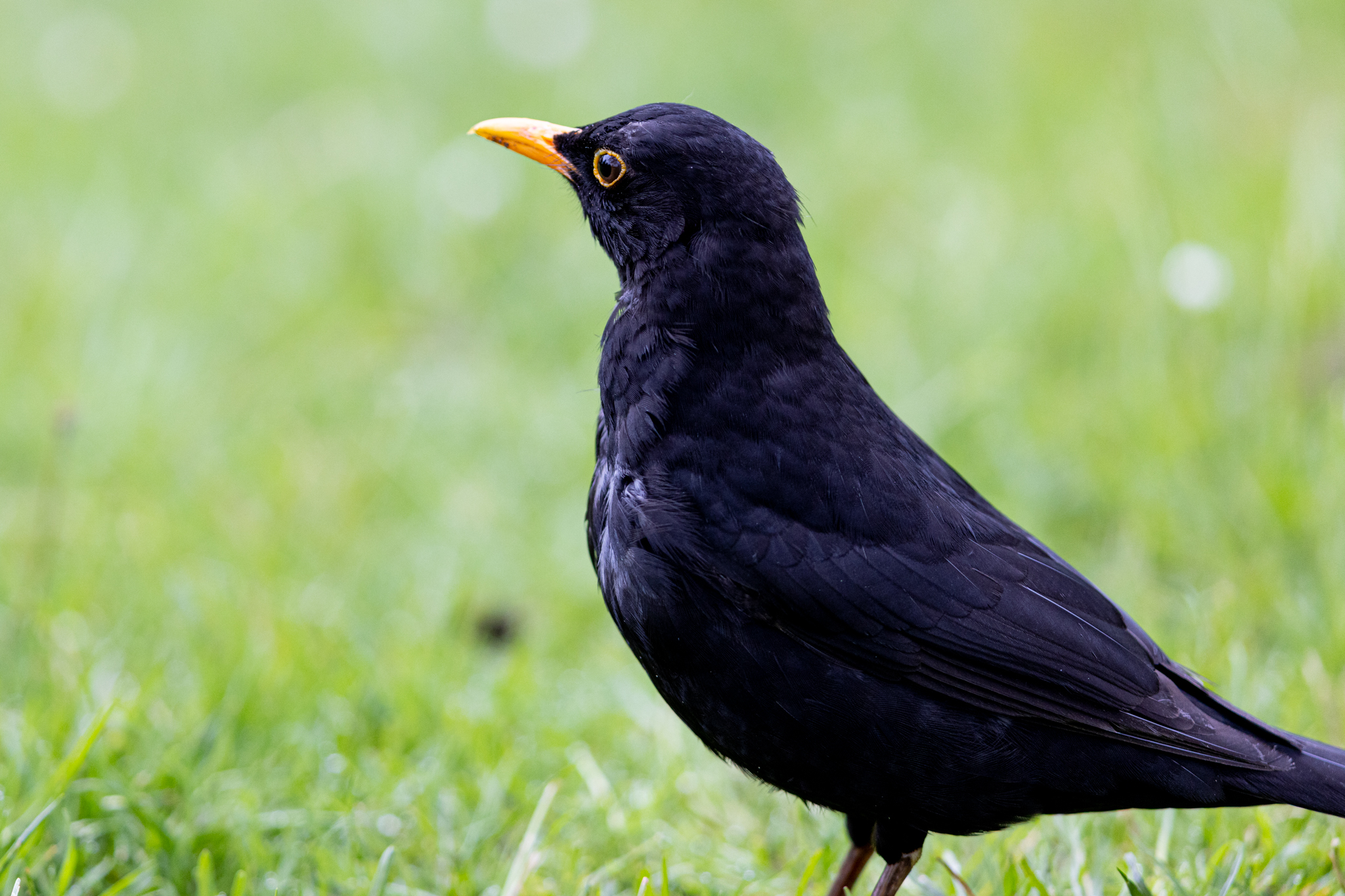 Amsel