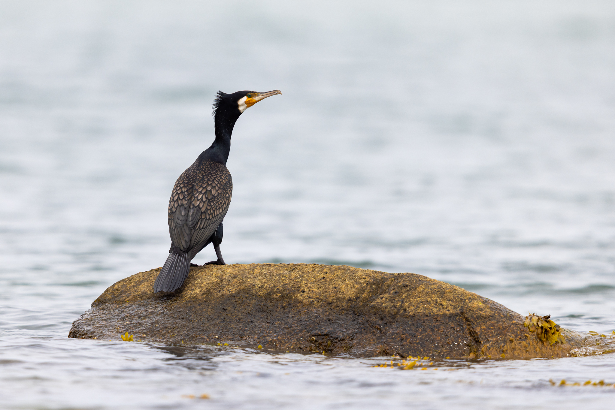 Kormoran