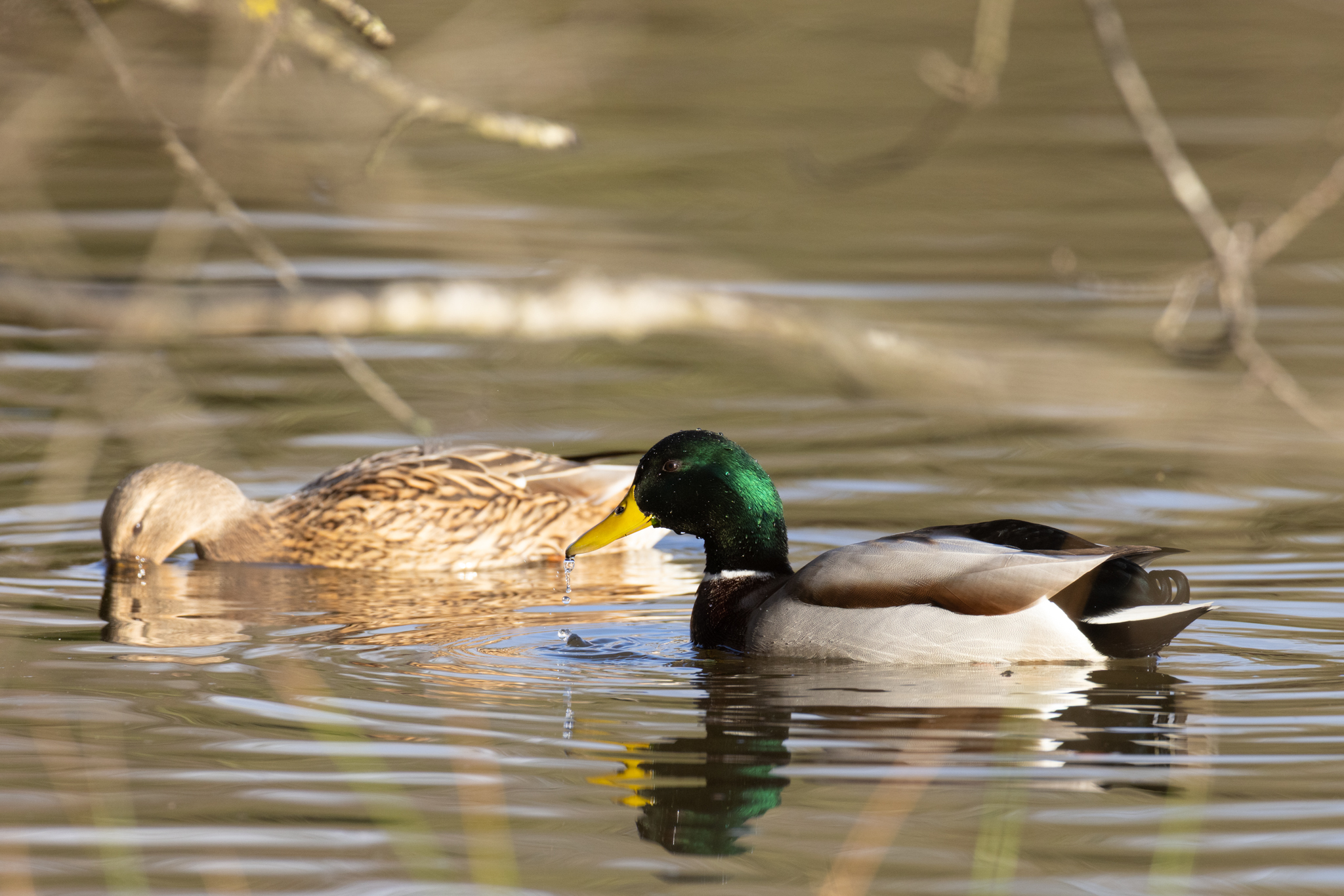 Stockente