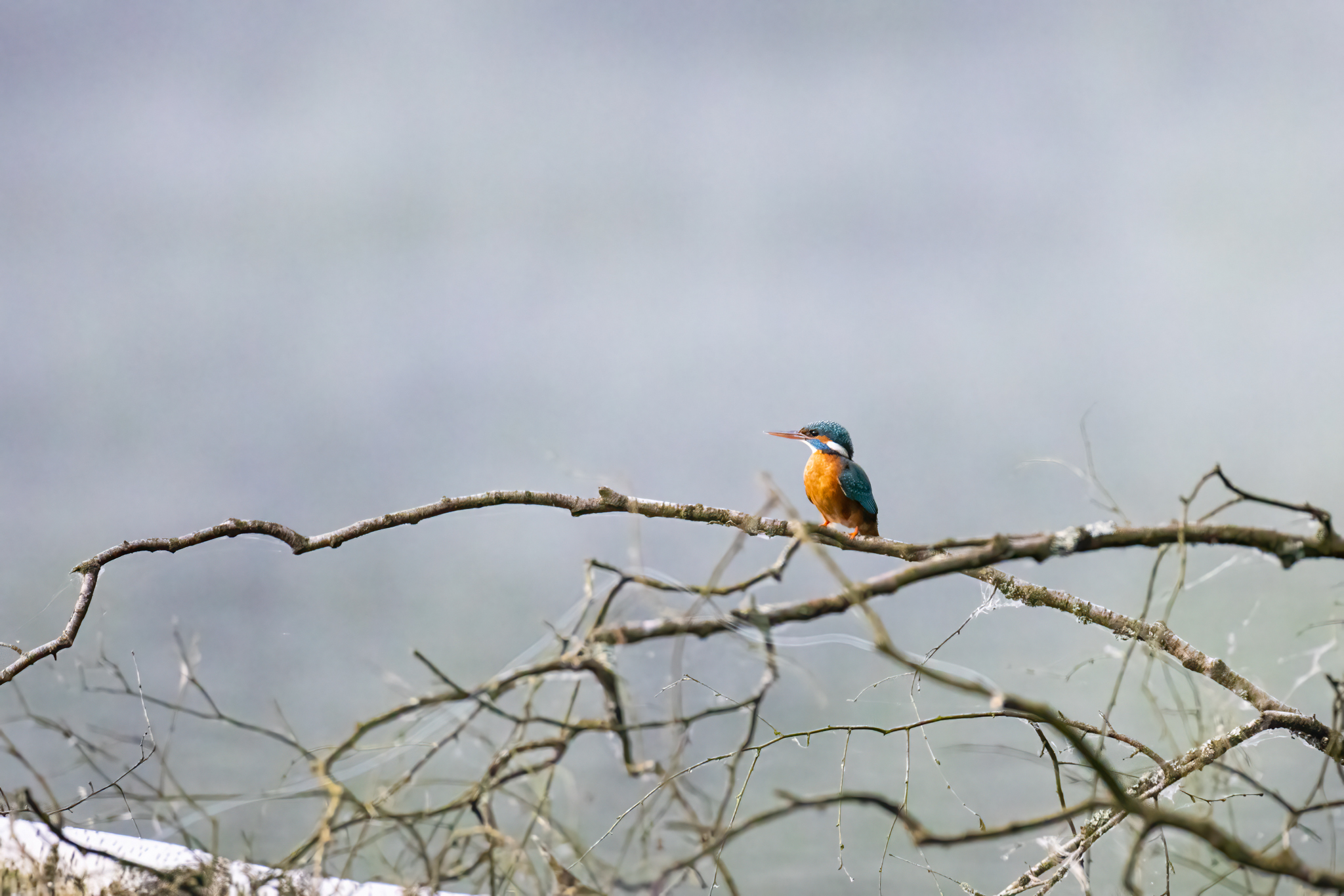 Eisvogel