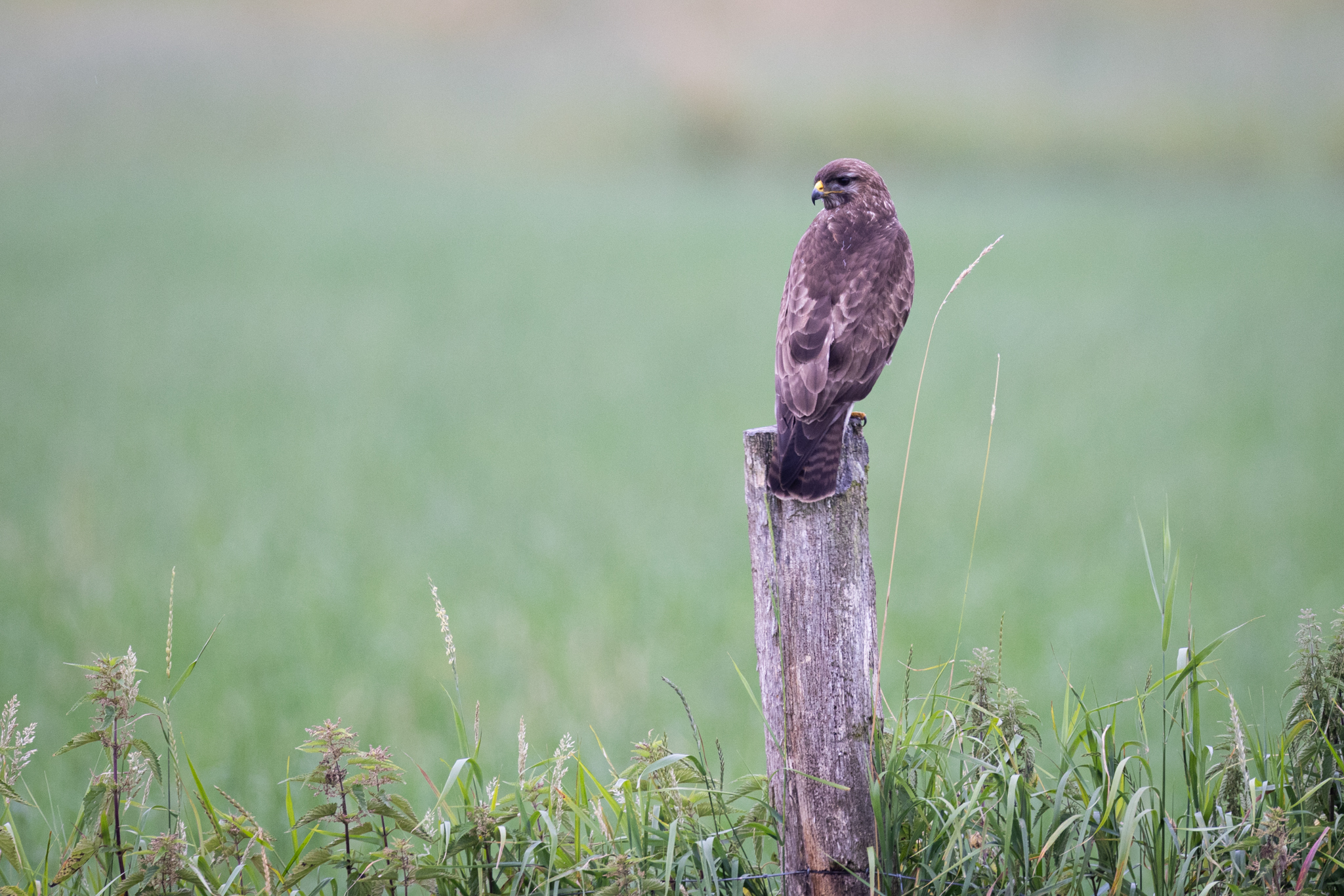 Mäusebussard