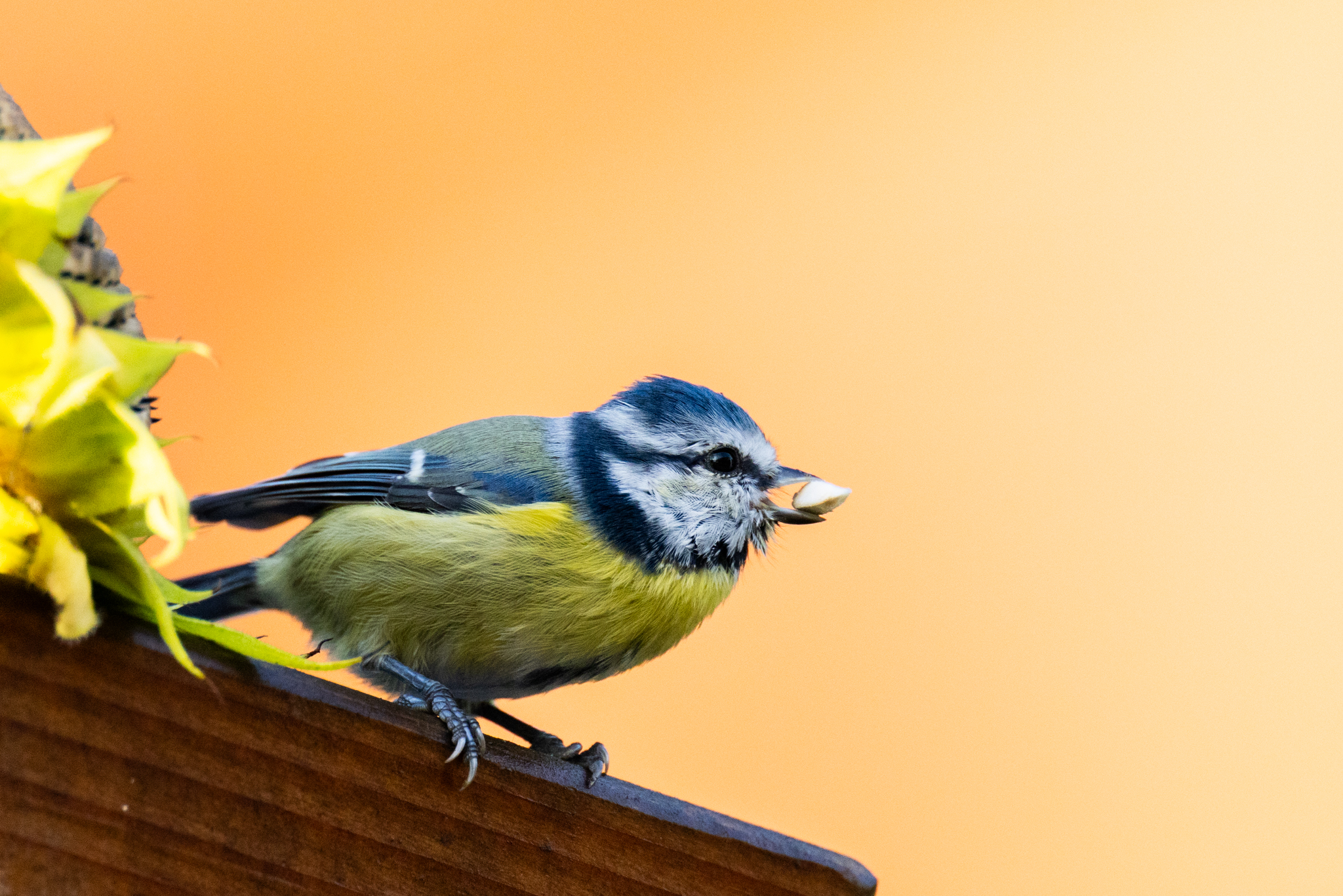 Blaumeise