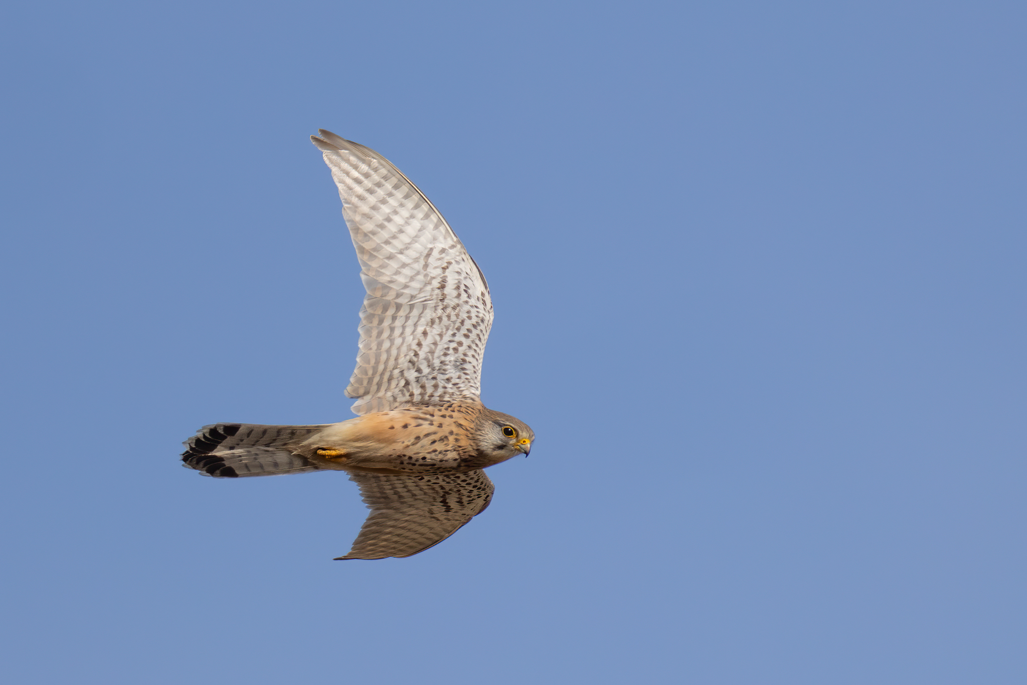 Turmfalke