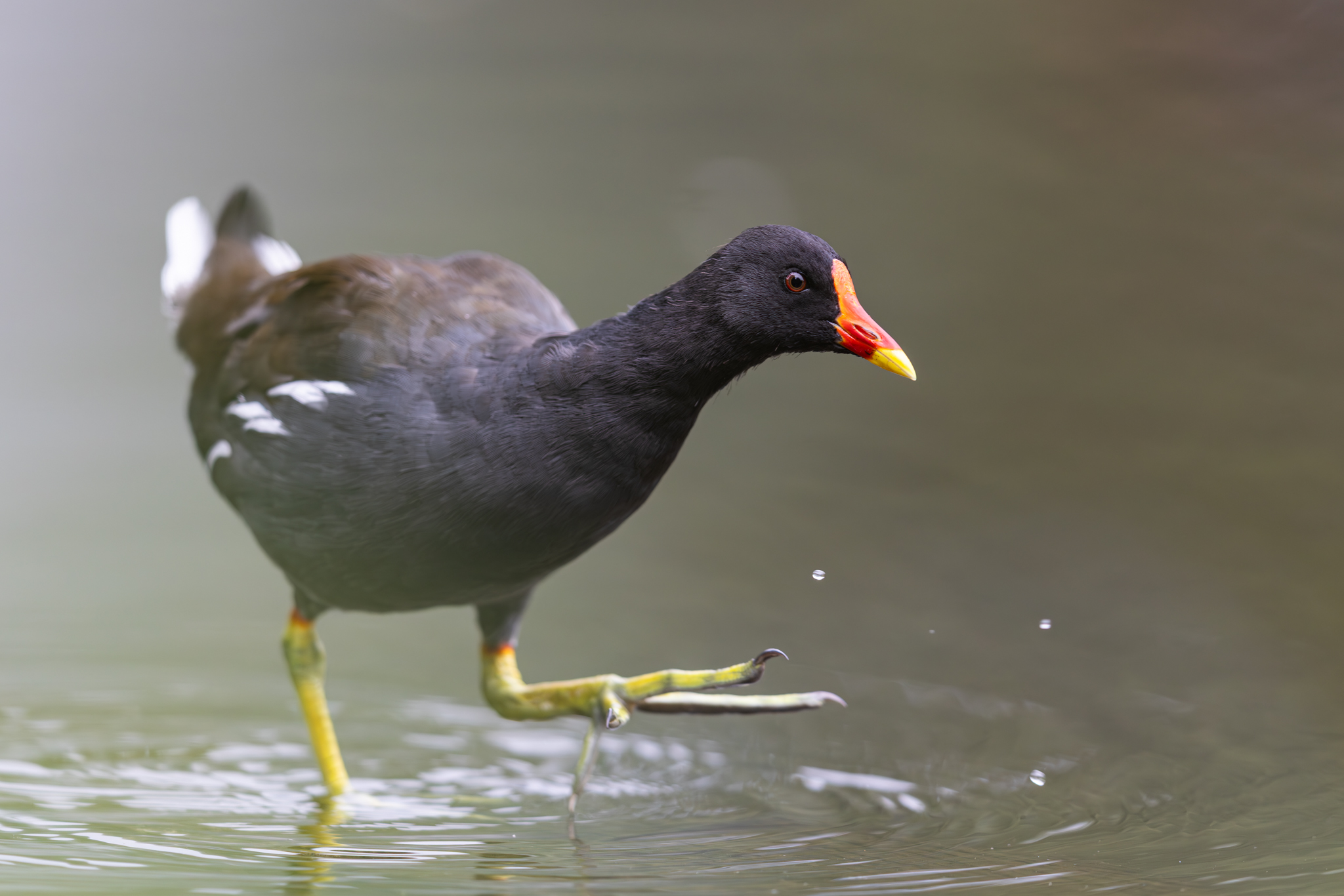 Teichhuhn
