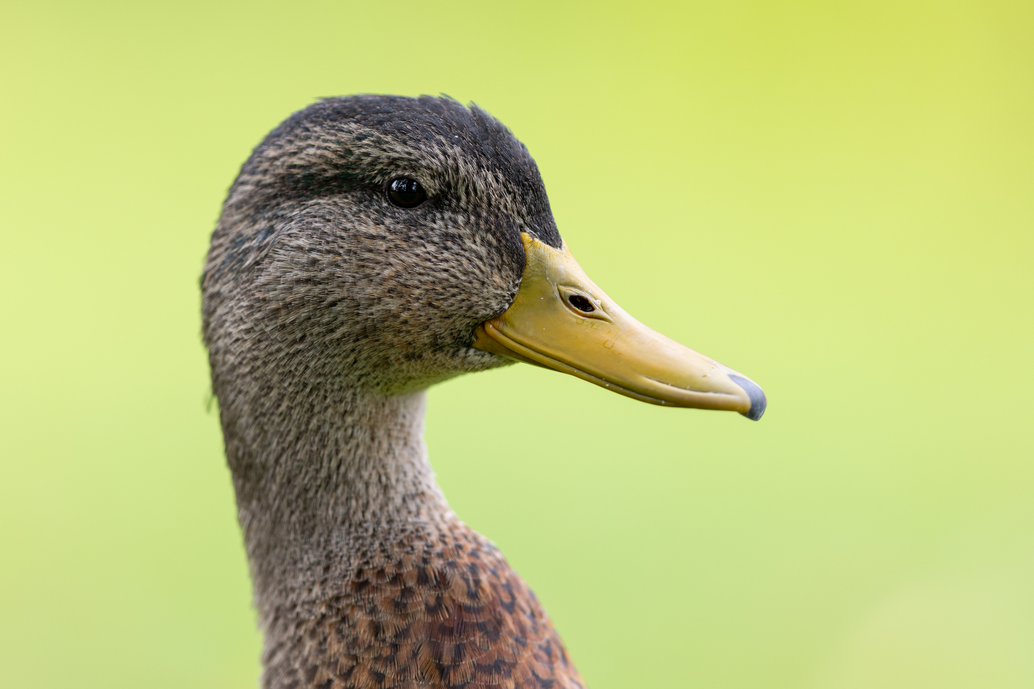 Stockente