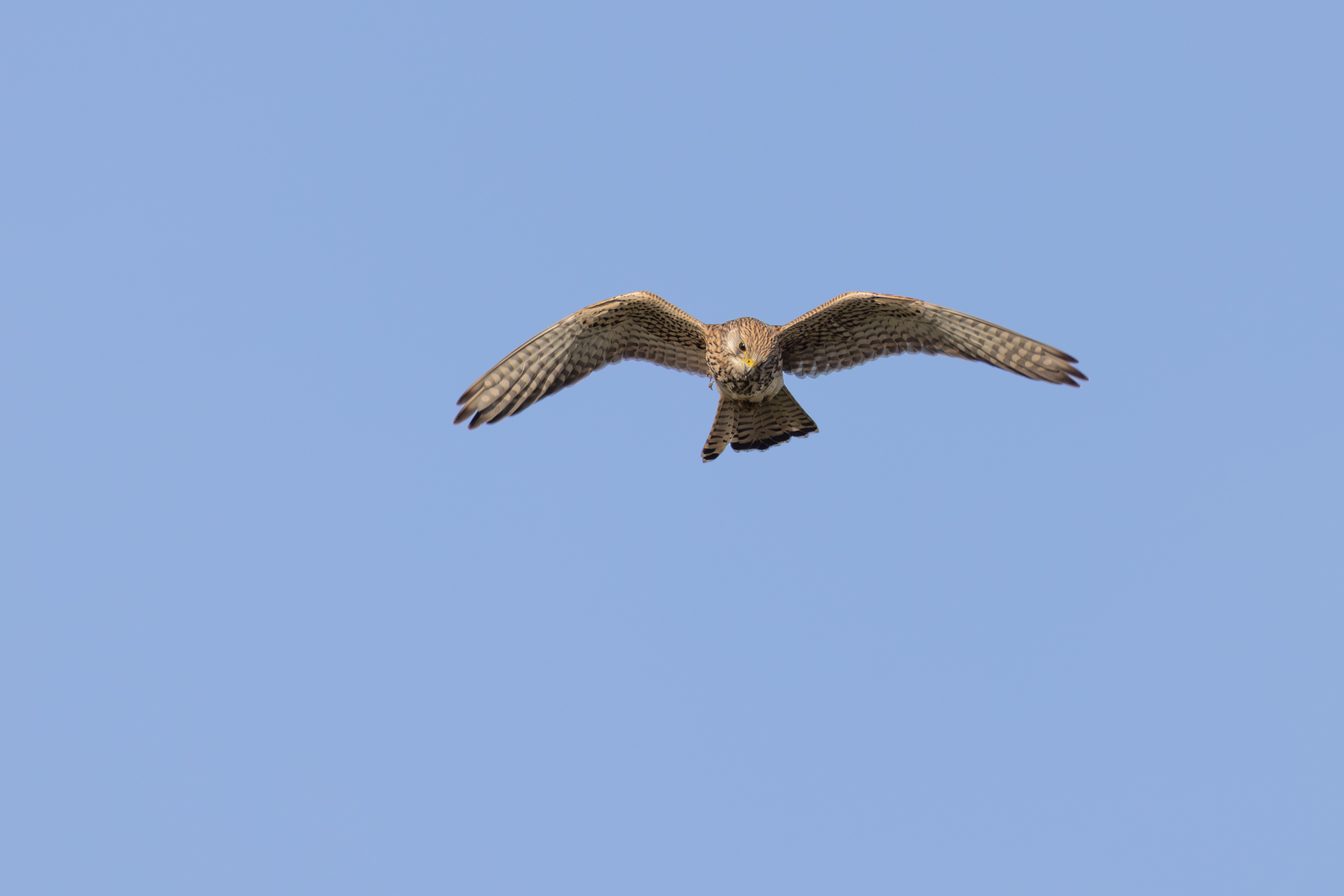 Turmfalke