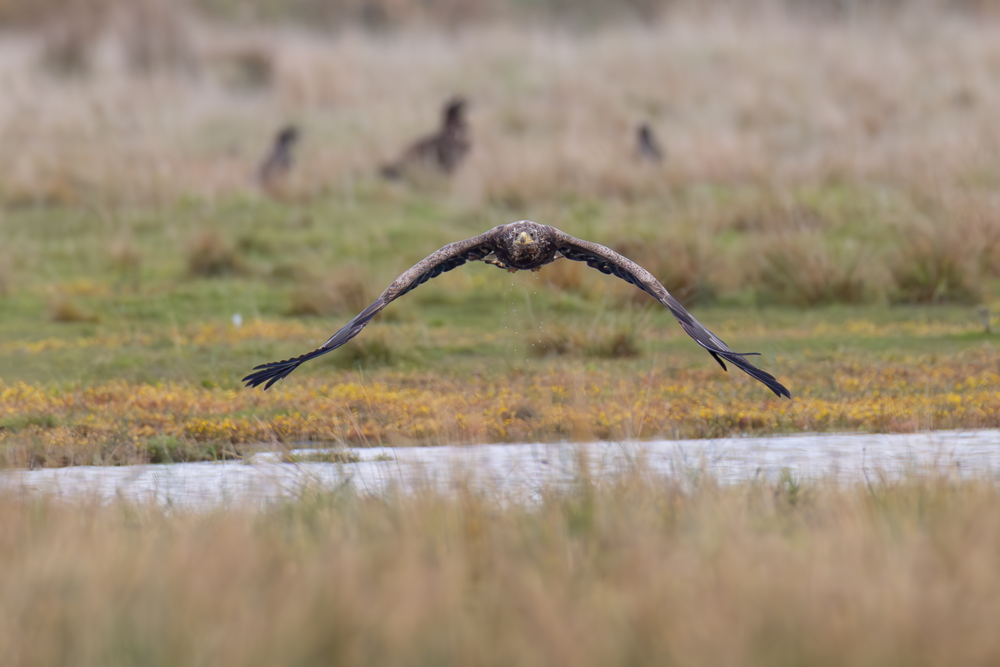 Seeadler