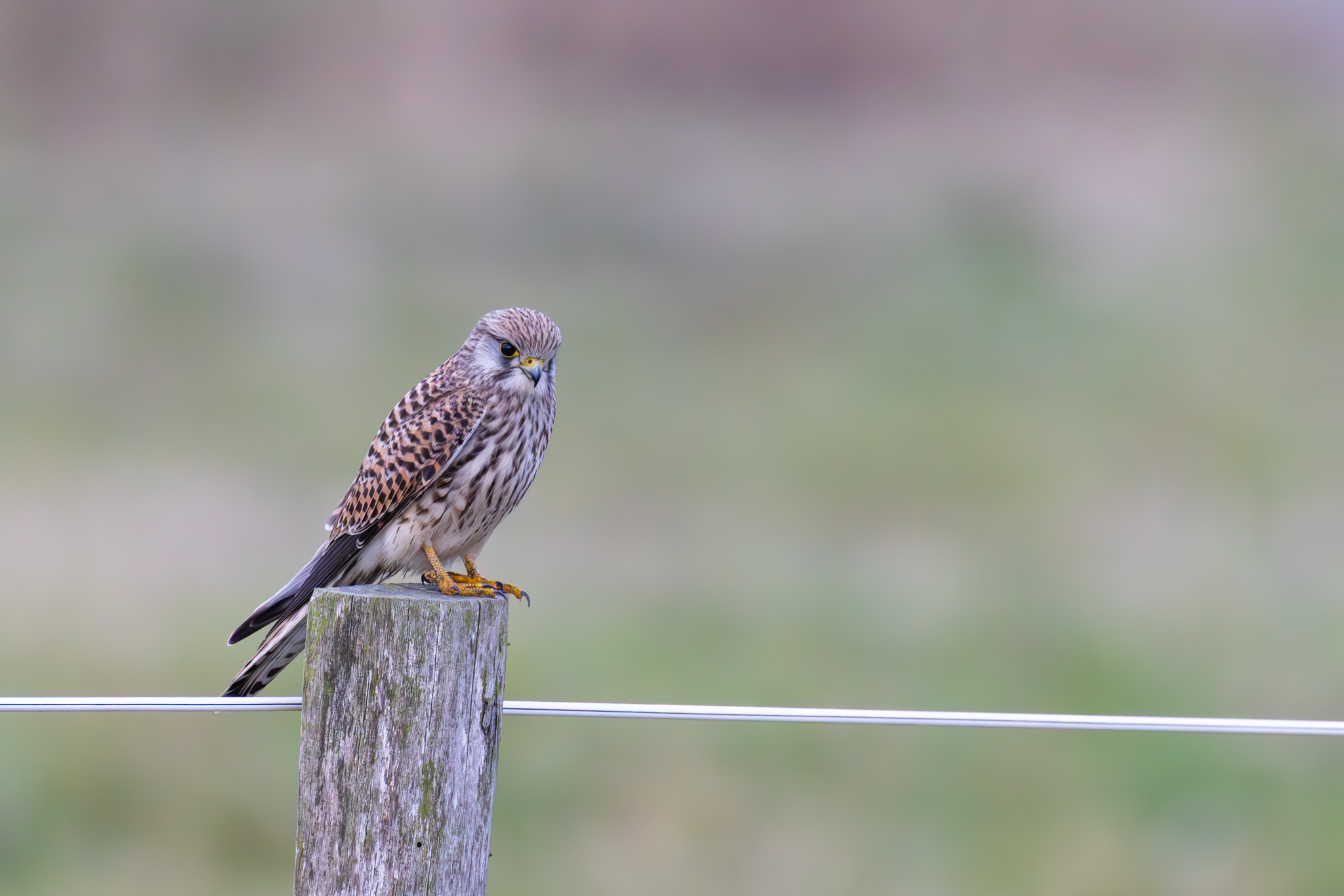 Turmfalke