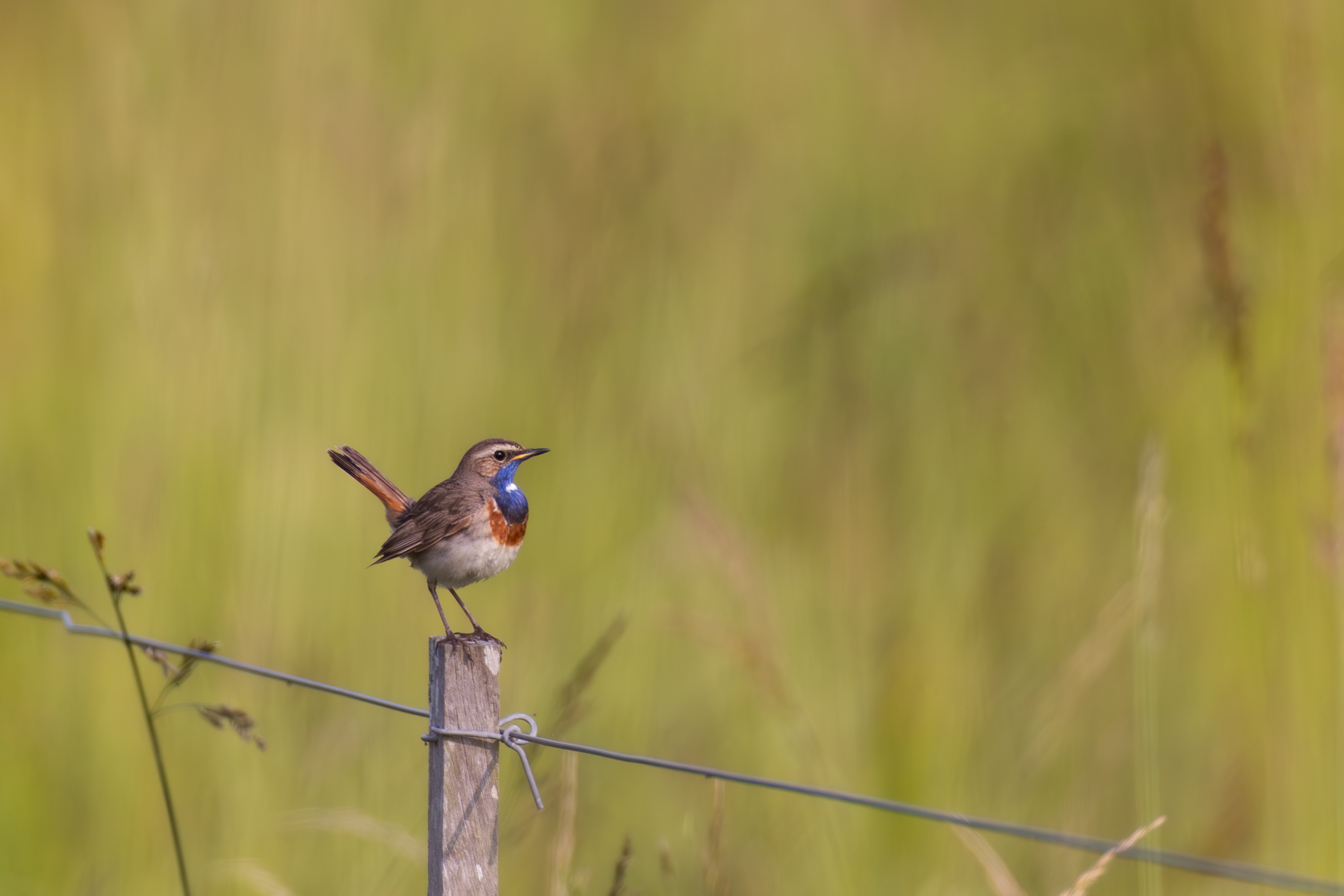 Blaukehlchen