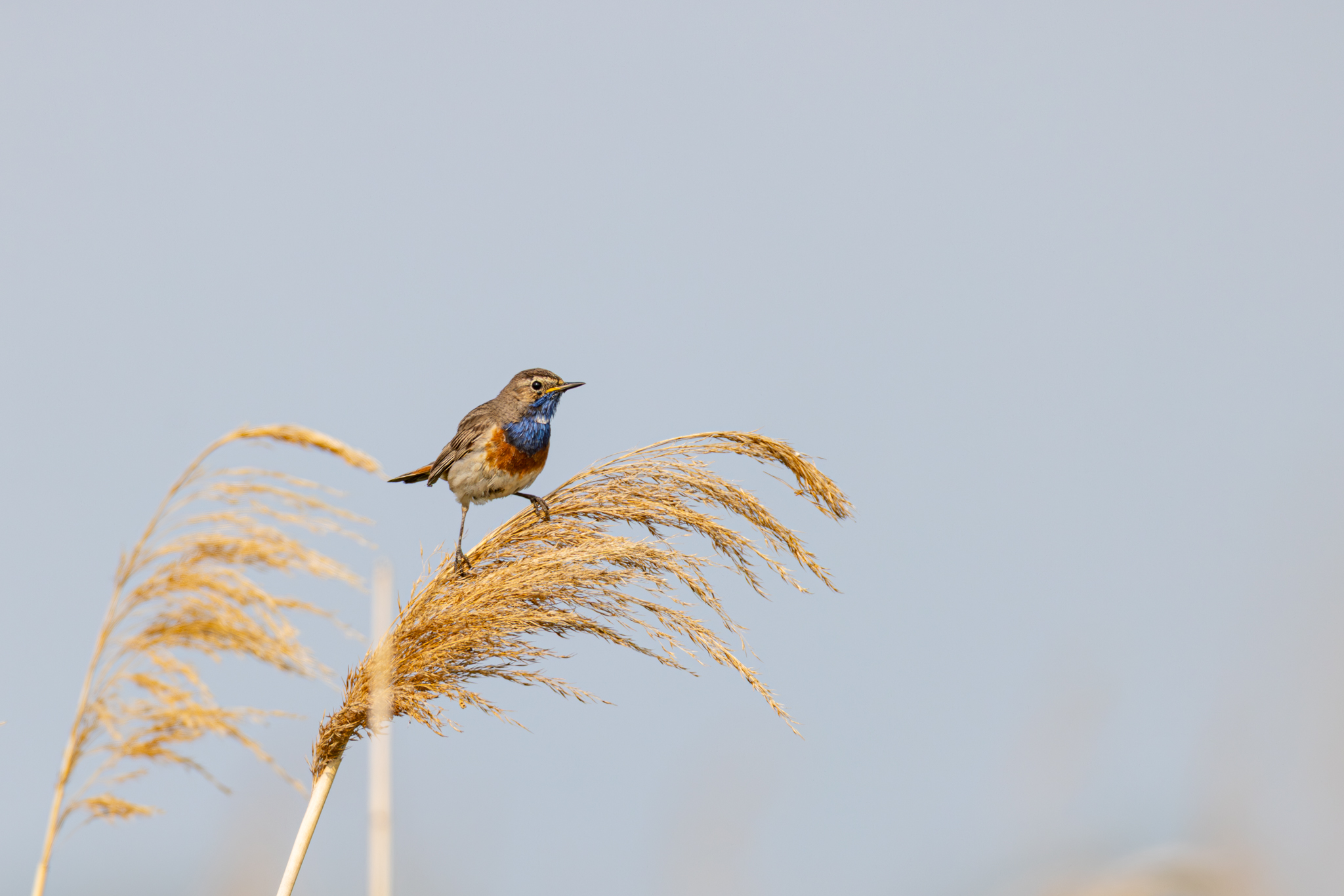 Blaukehlchen