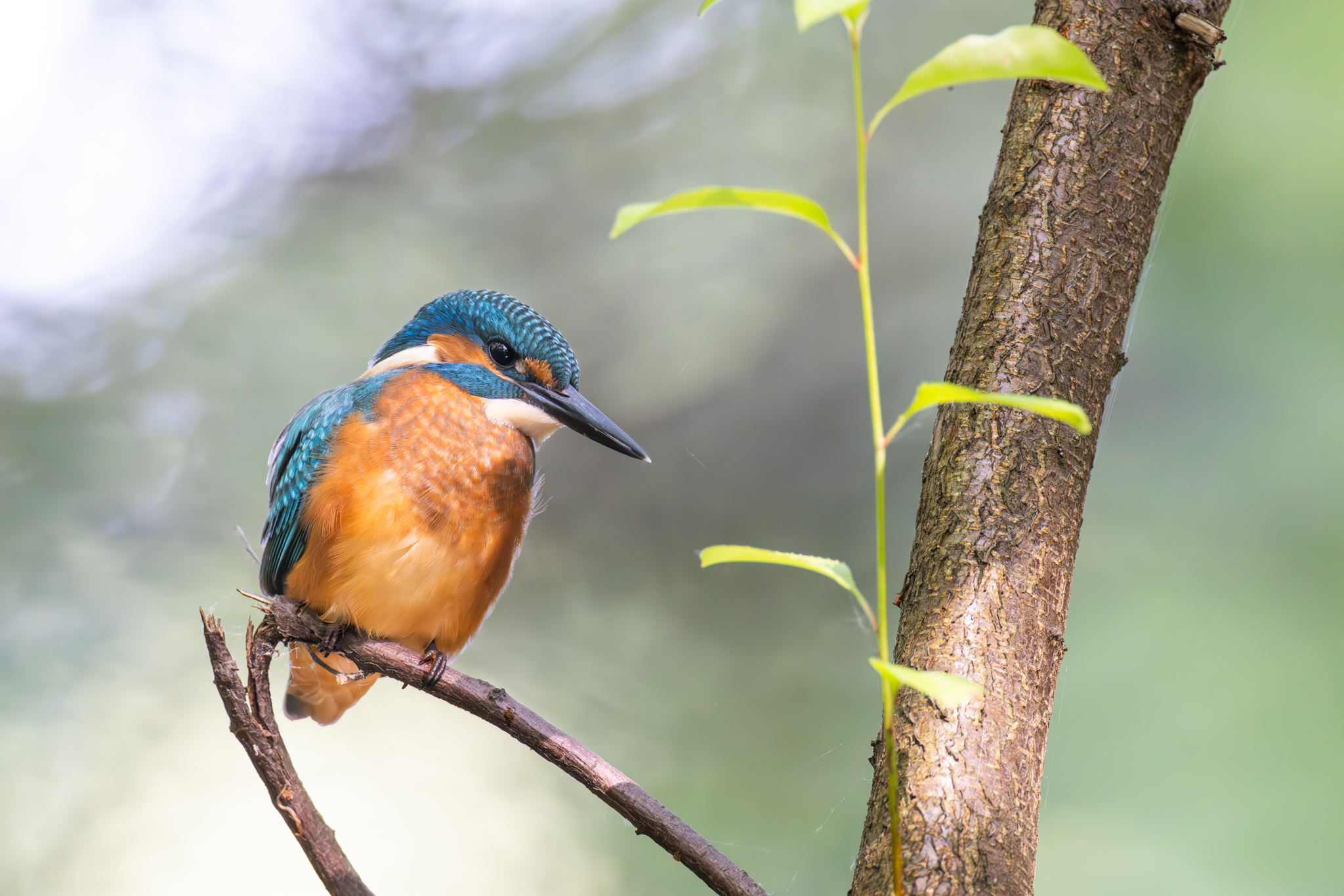 Eisvogel