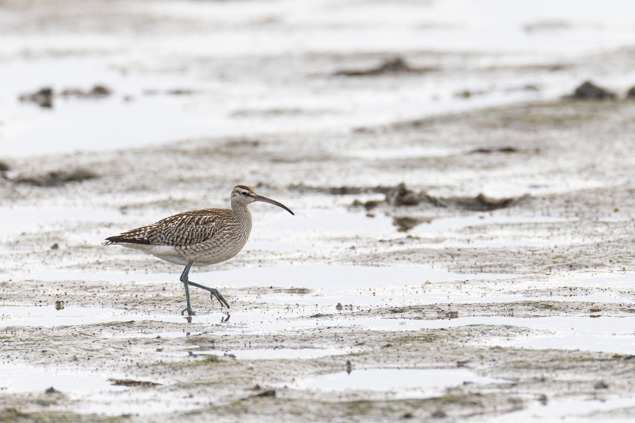 Regenbrachvogel