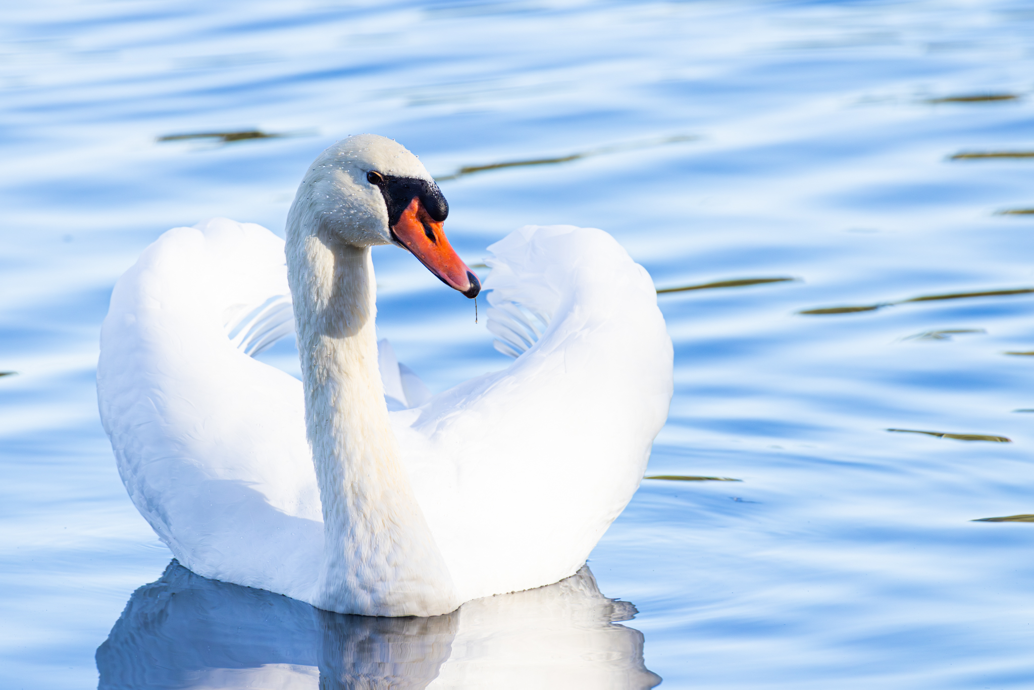 Höckerschwan