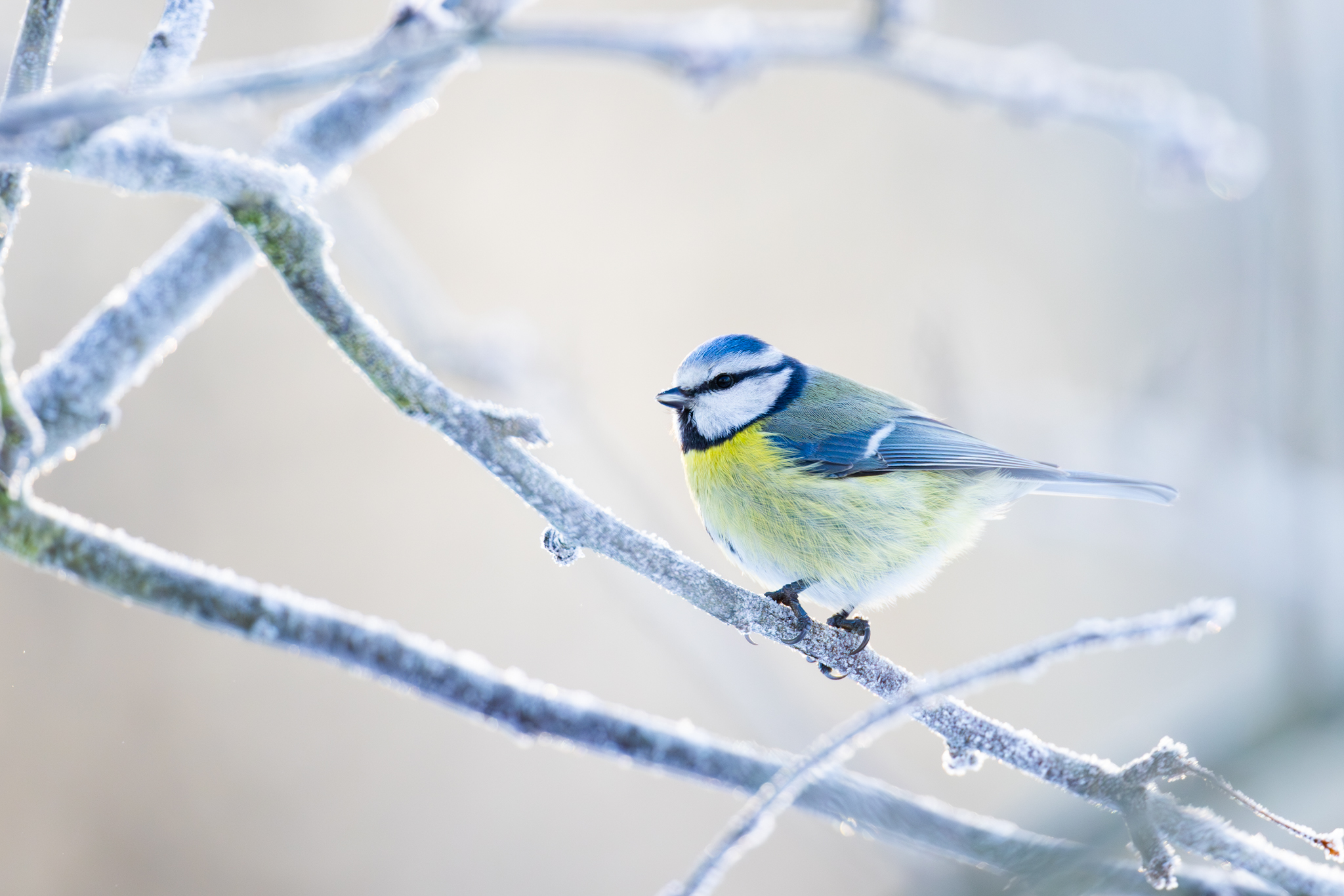 Blaumeise