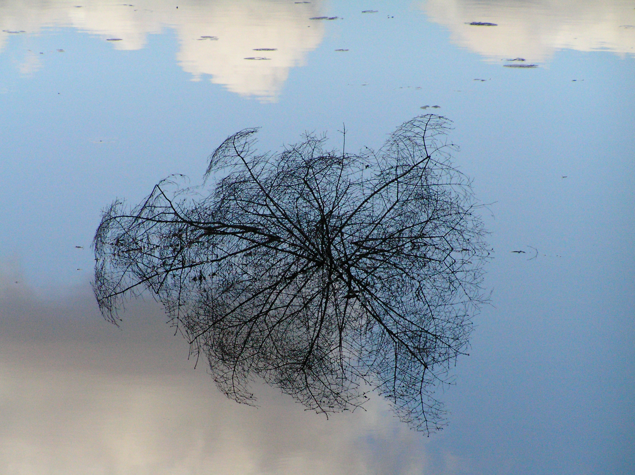 Äste auf dem Wasser