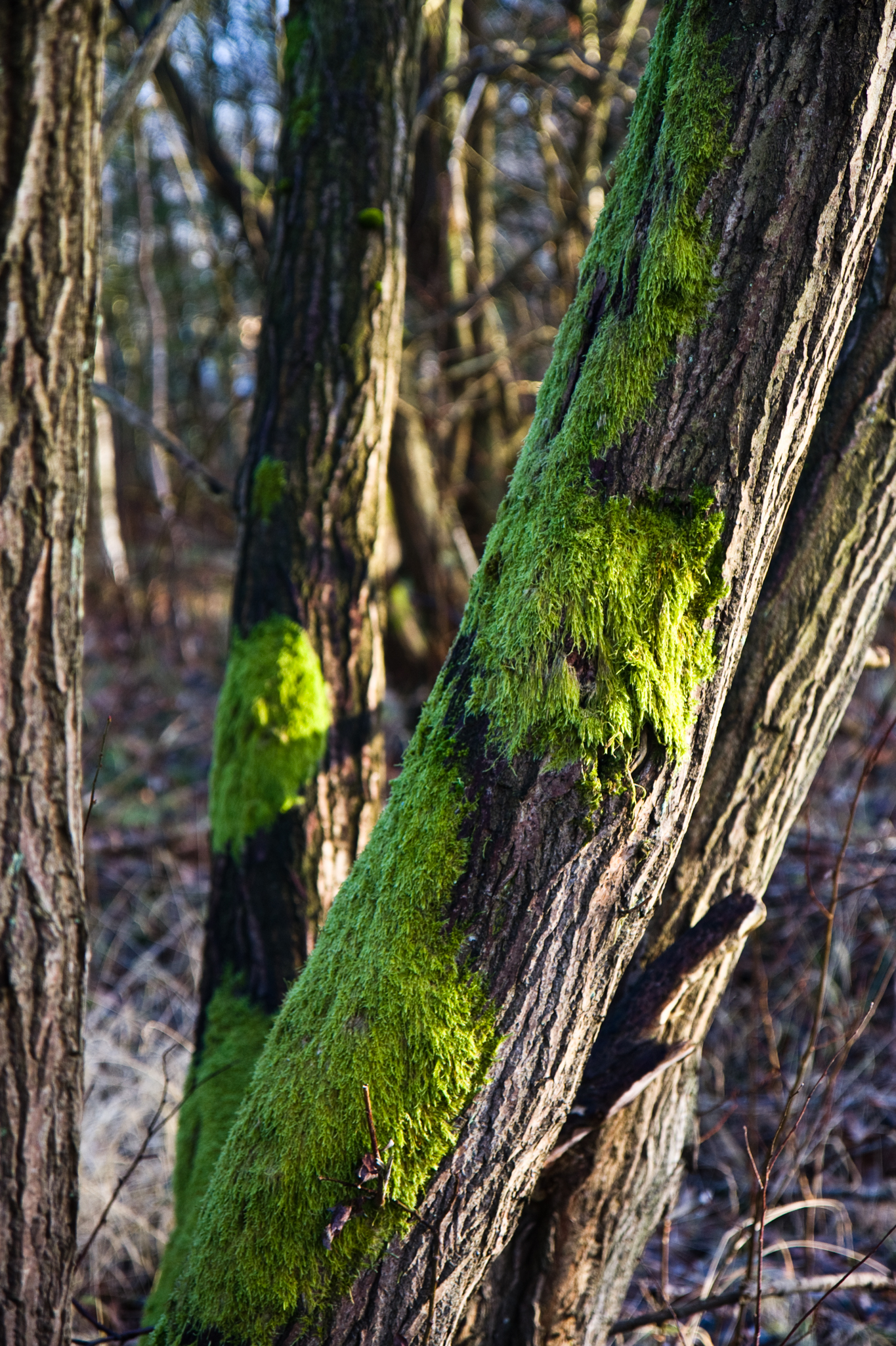 Grün auf Baum