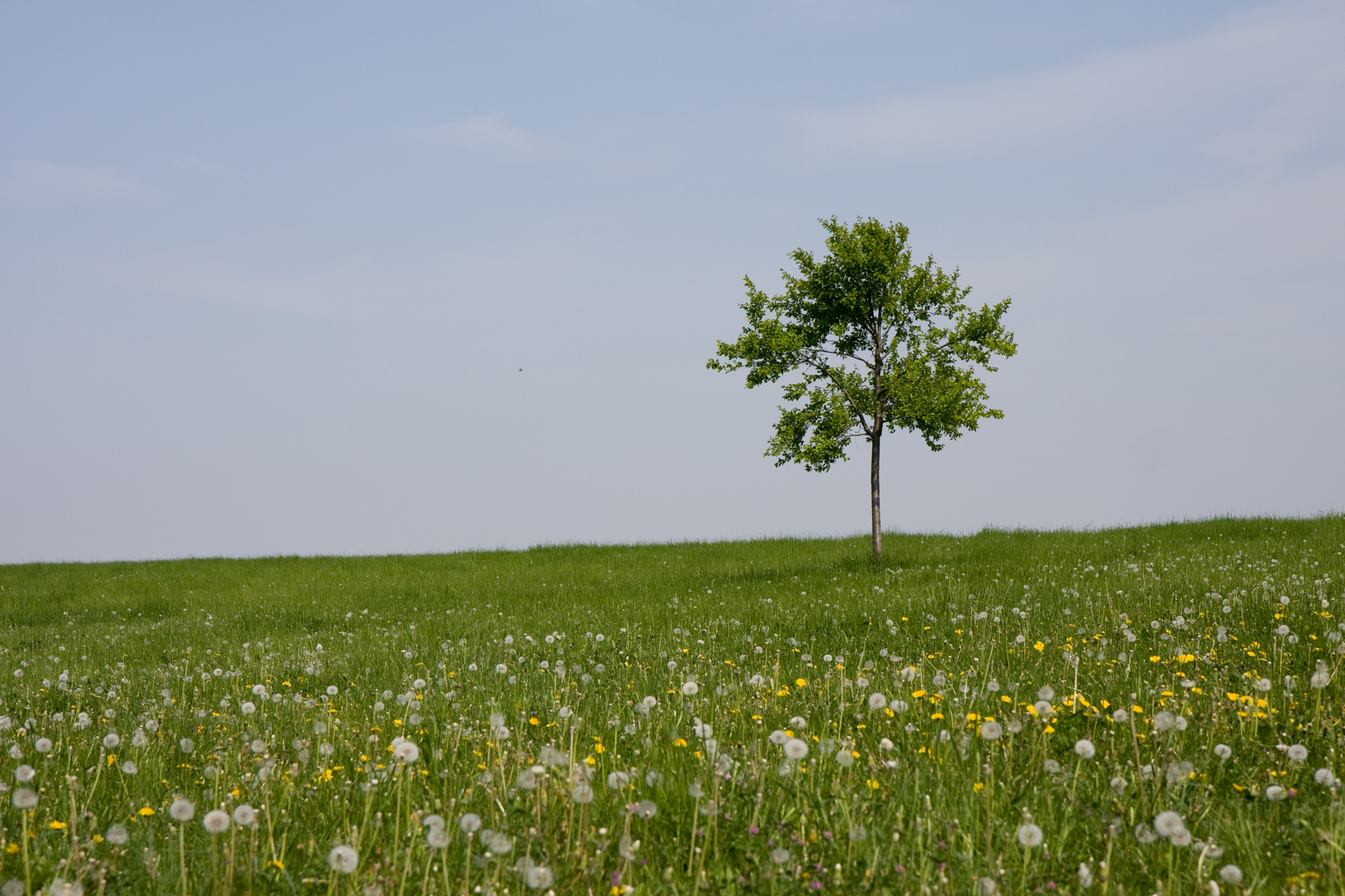 Sommerwiesenbaum