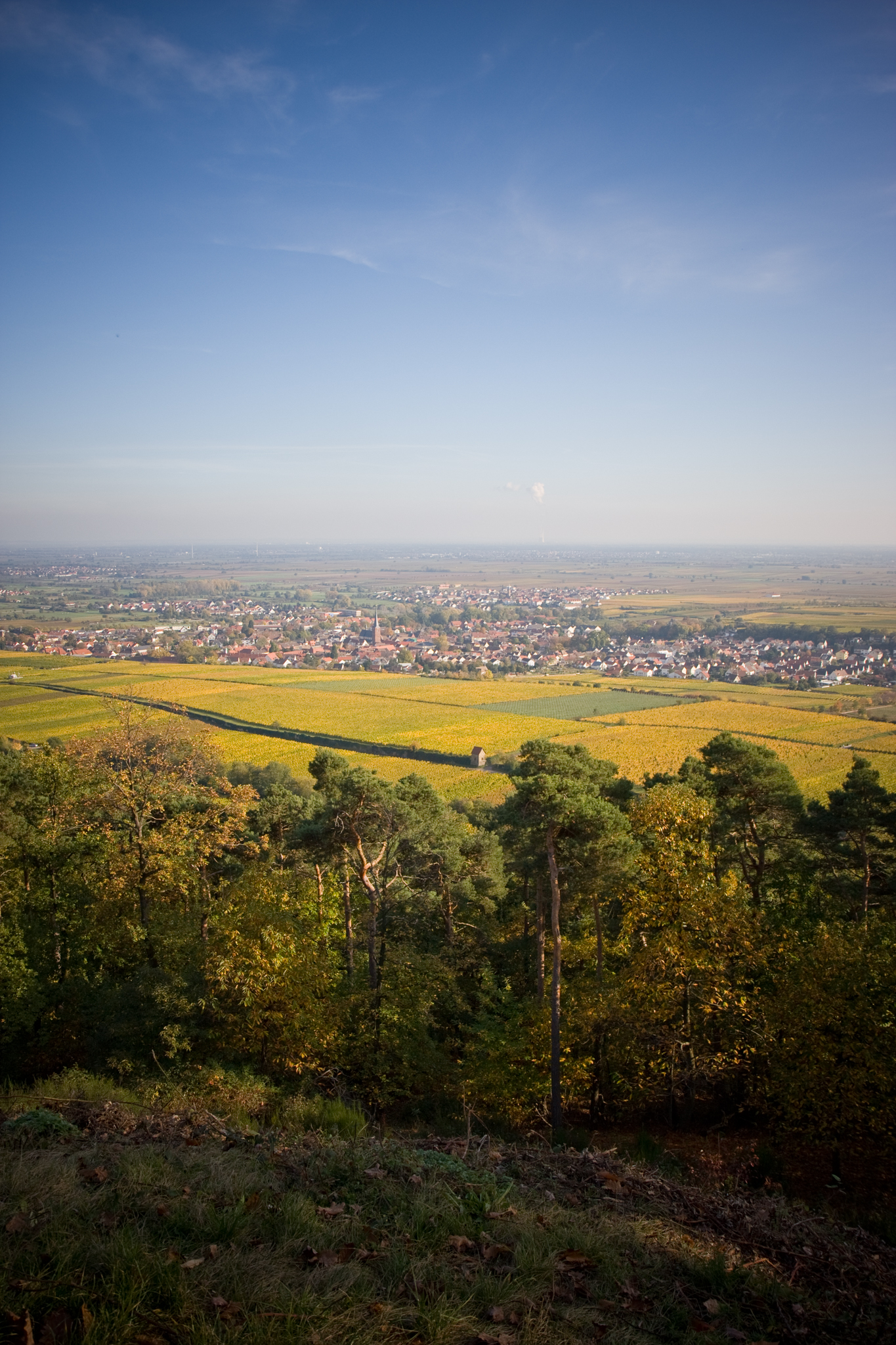 Pfalzblick