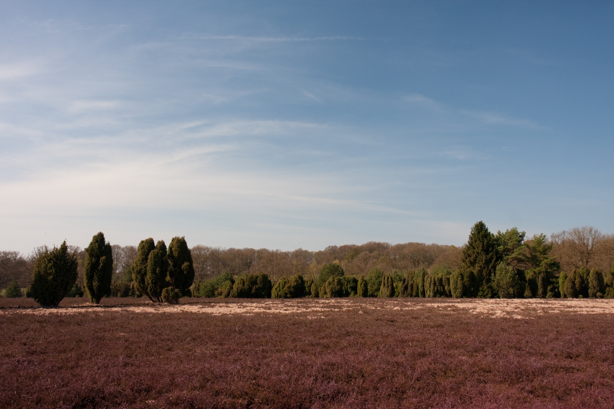 Heide in Munster
