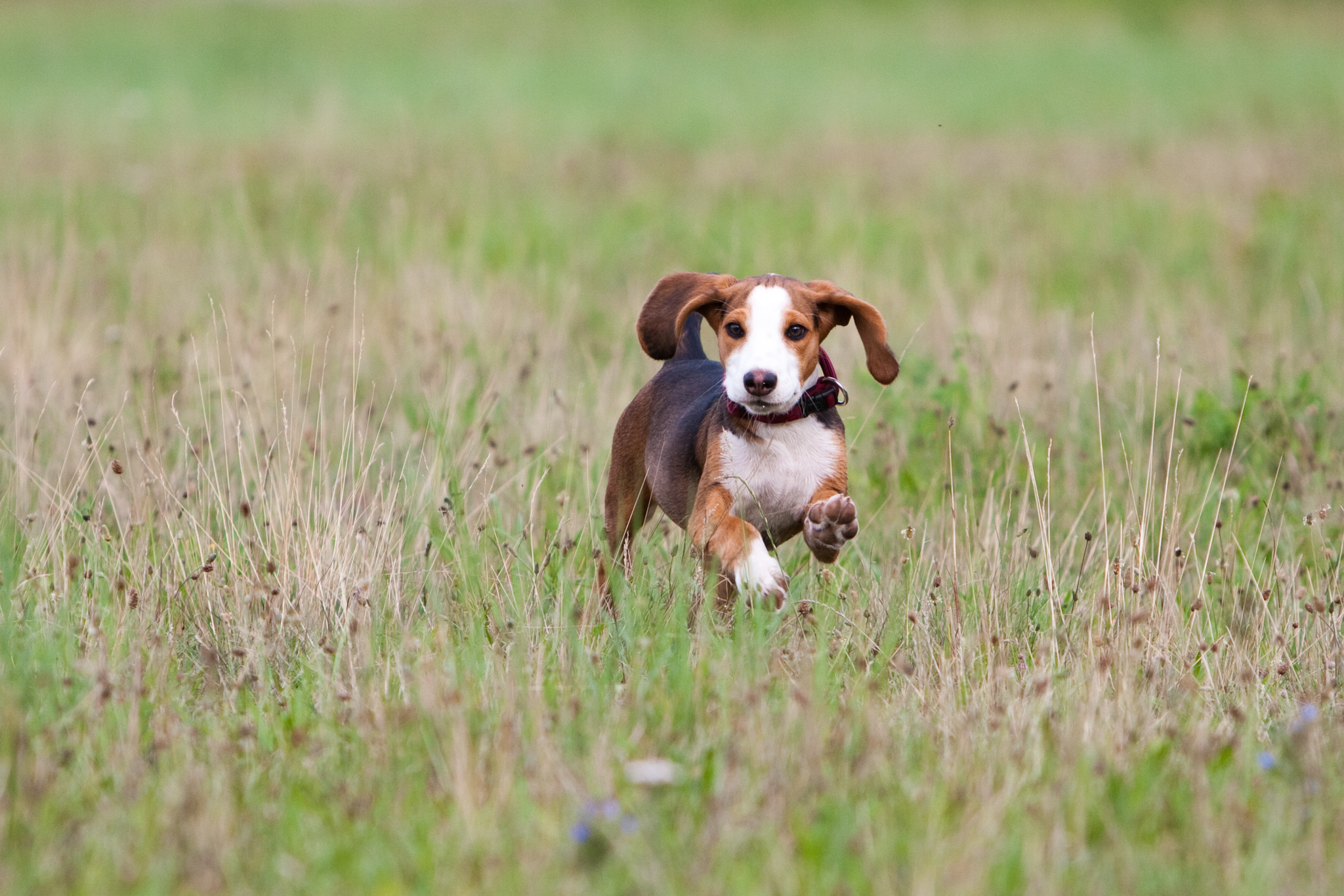 Bracke im Anflug