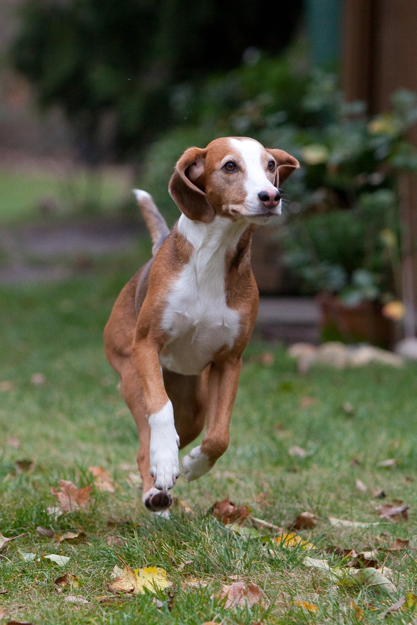 Hund rennt