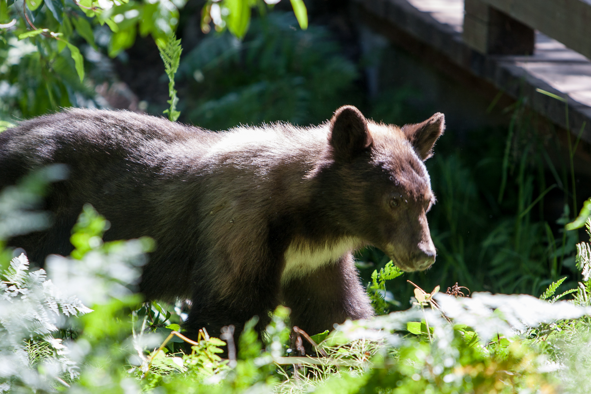 Black Bear