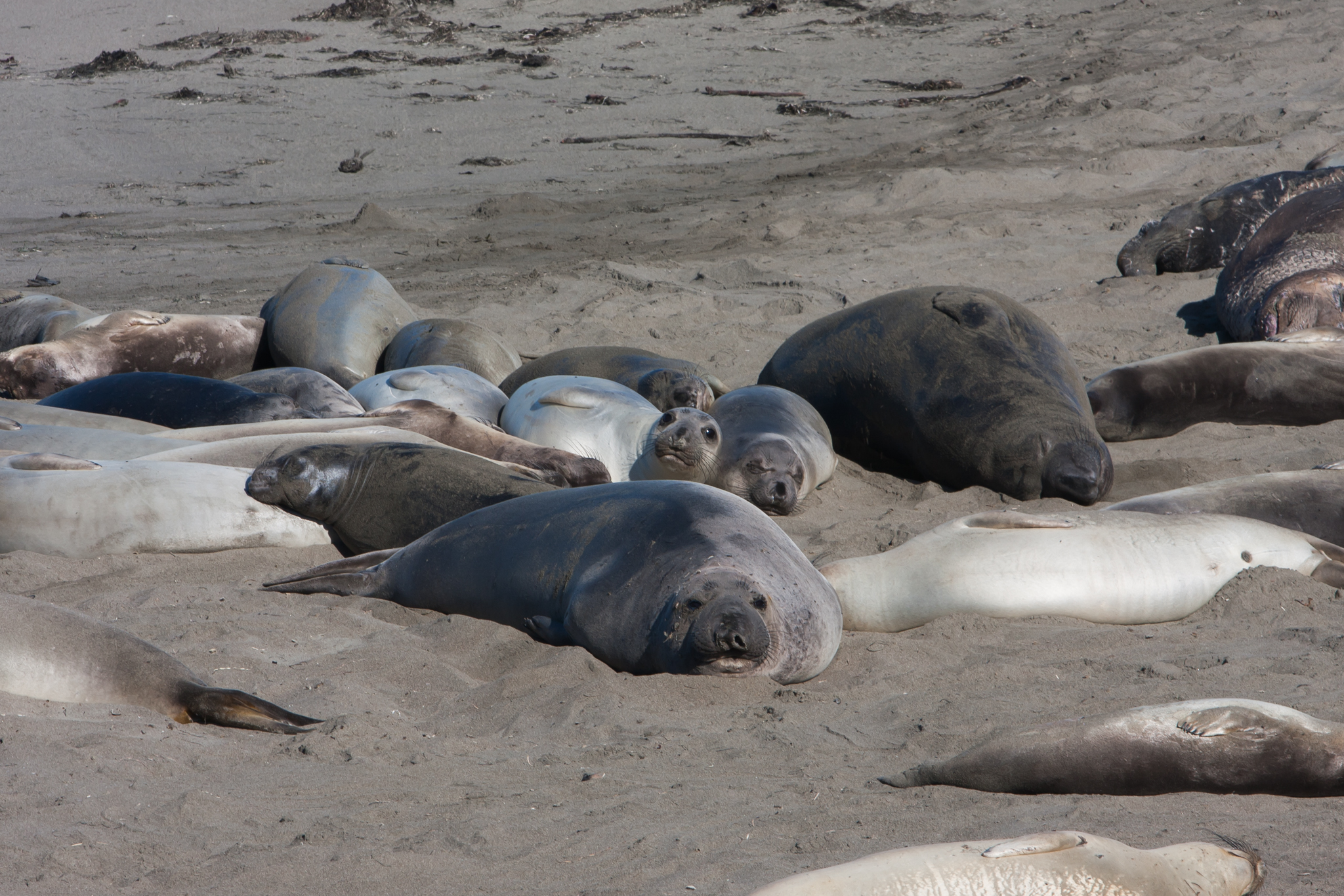 Sea Elephants