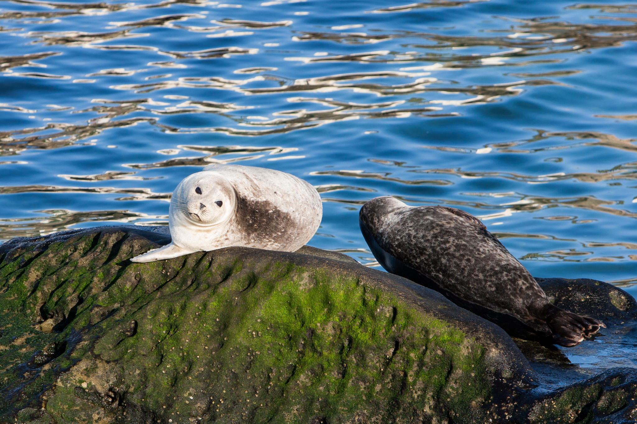 Seals