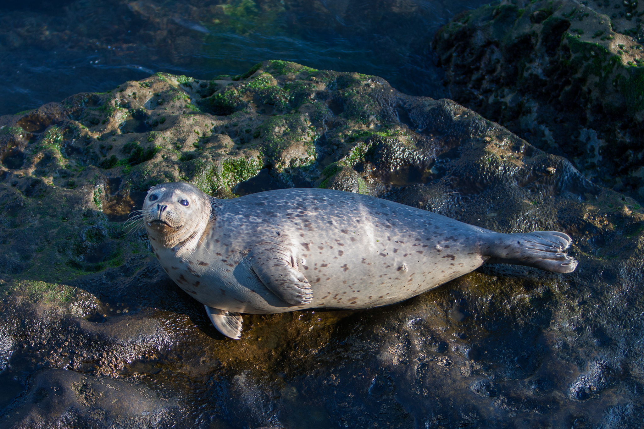 Seal