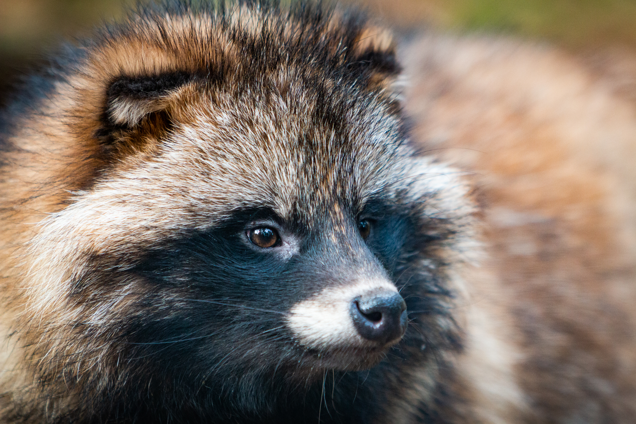 Waschbär