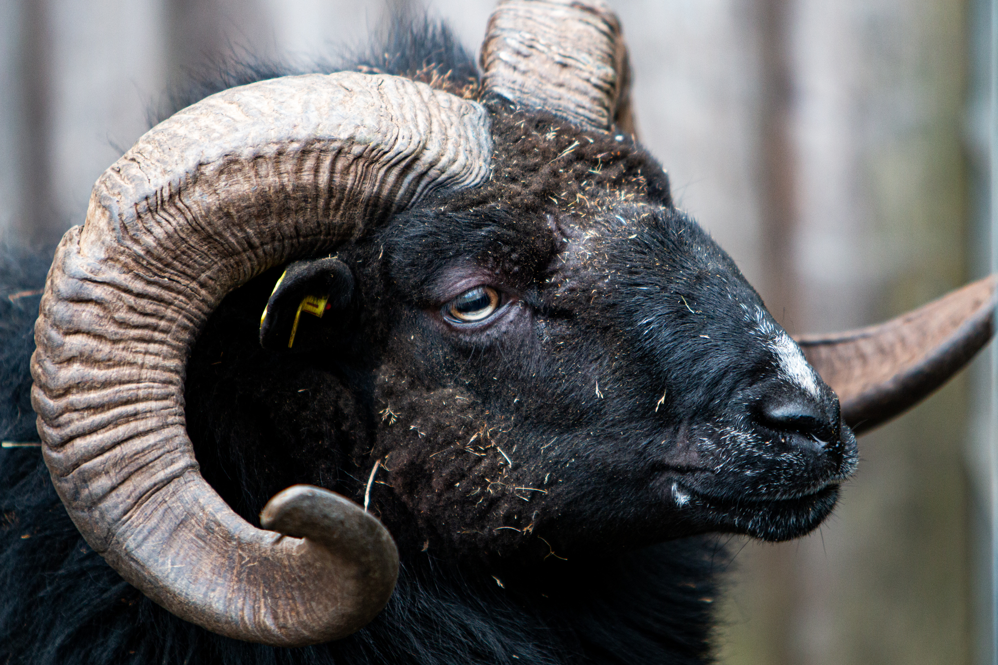 Heidnschucken-Bock