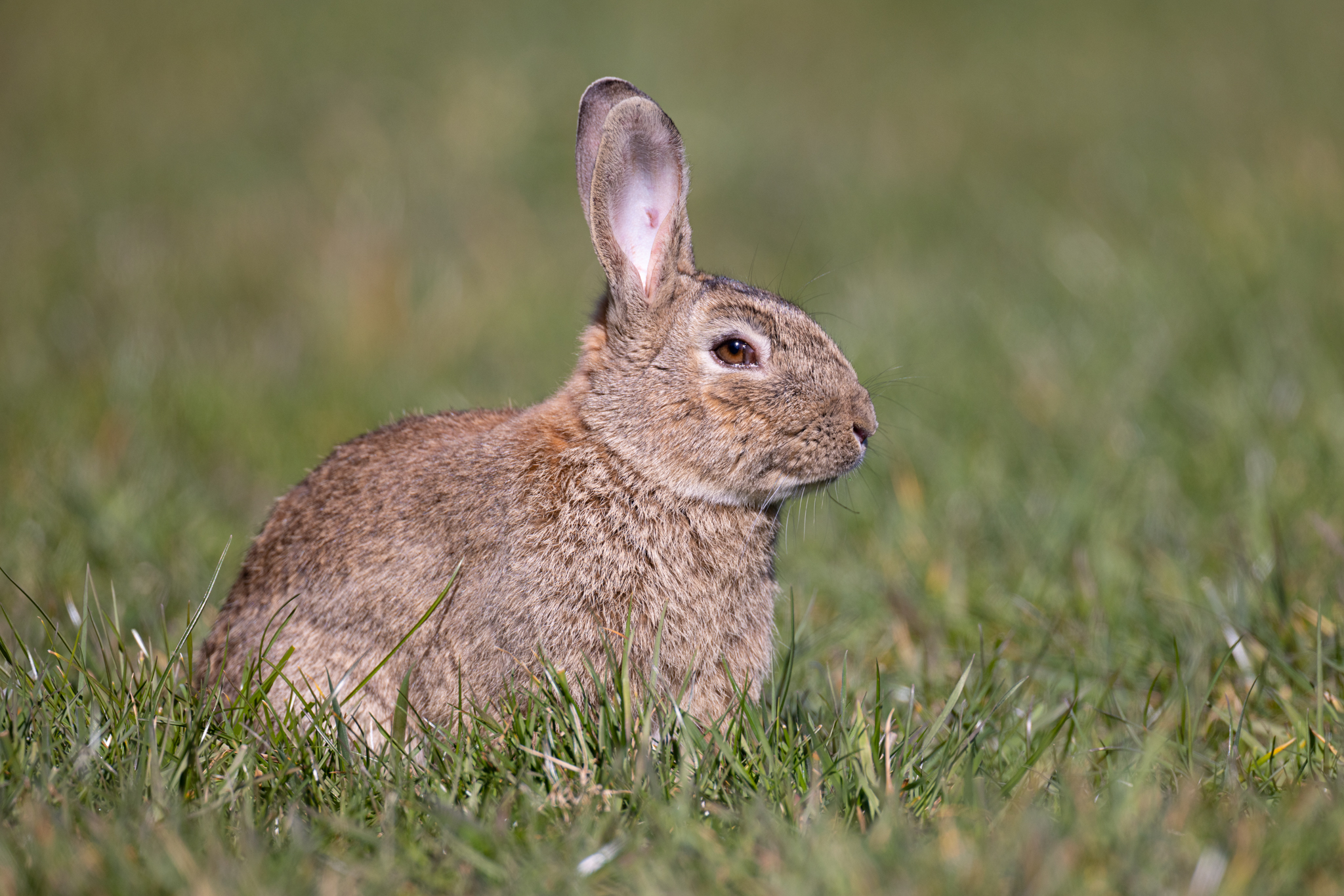 Wildkaninchen