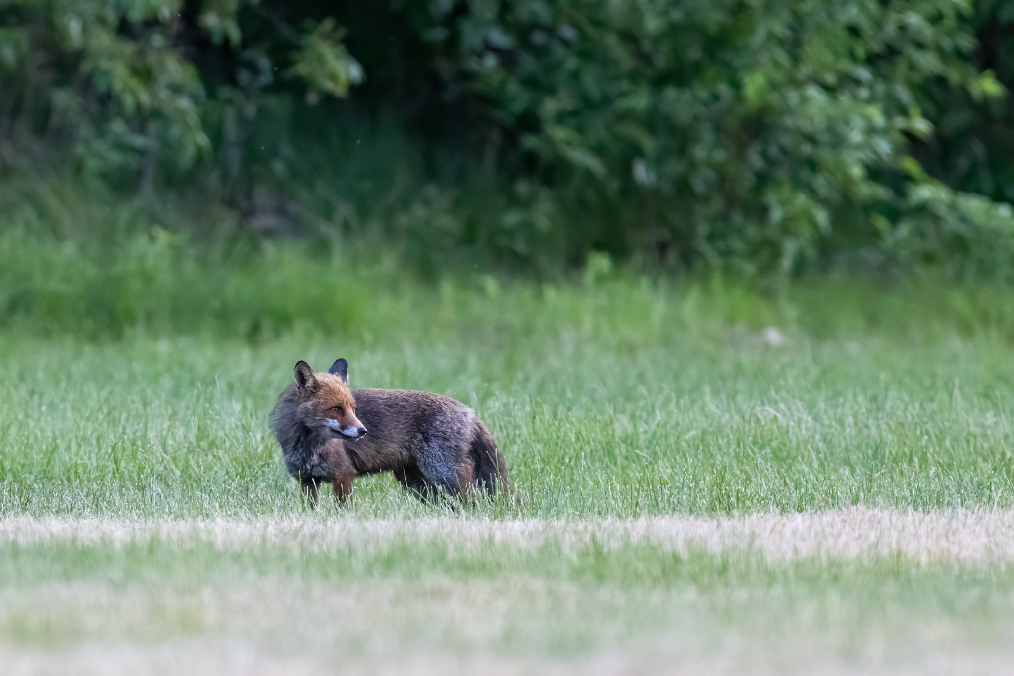 Fuchs