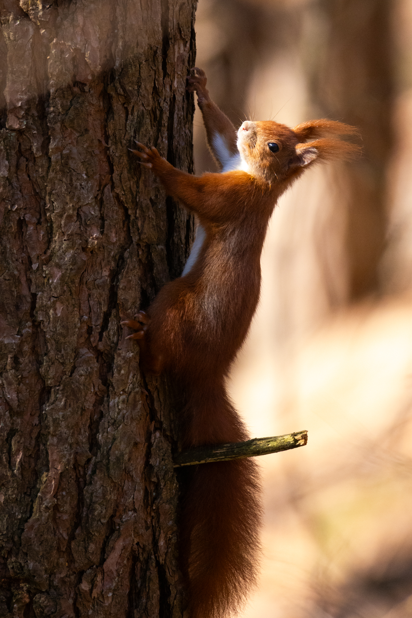 Eichhörnchen